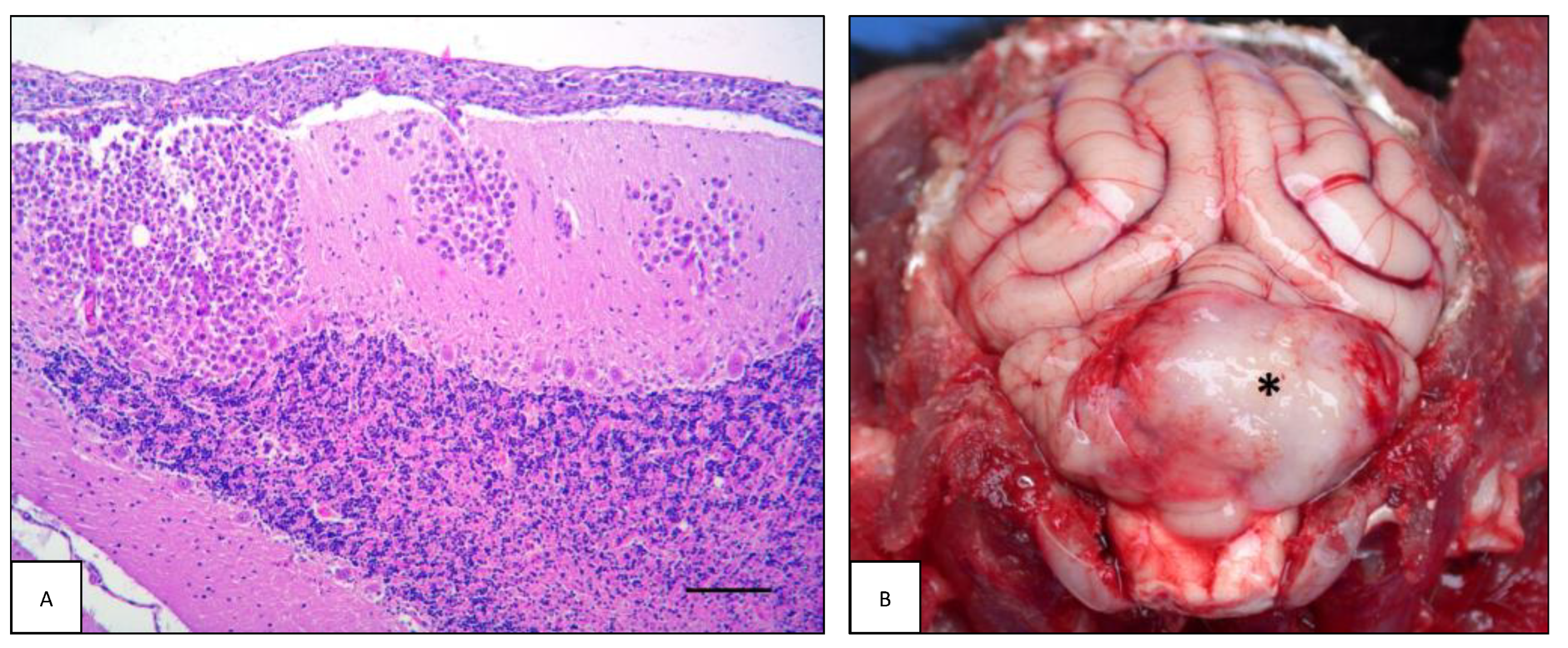 Animals 13 00862 g004 Animals 13 00862 g004