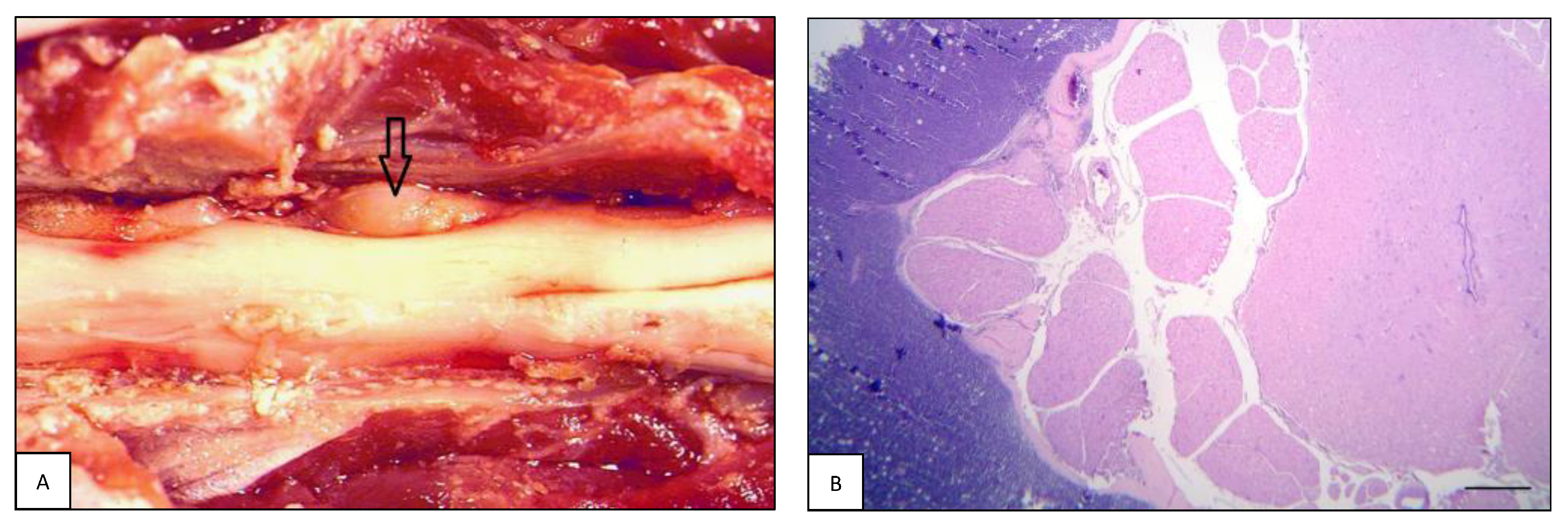 Animals 13 00862 g005 Animals 13 00862 g005