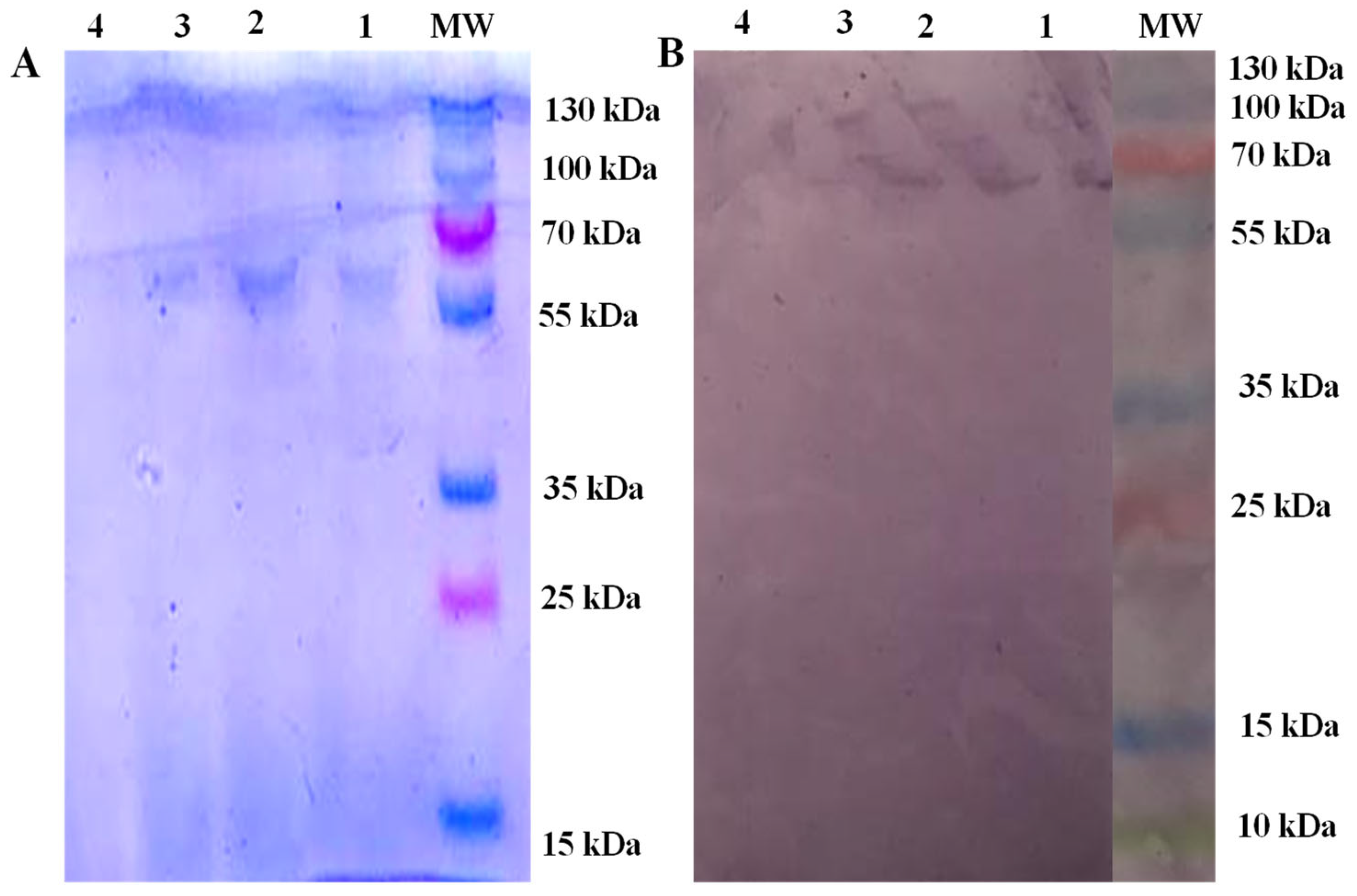 Animals 13 00866 g001 Animals 13 00866 g001