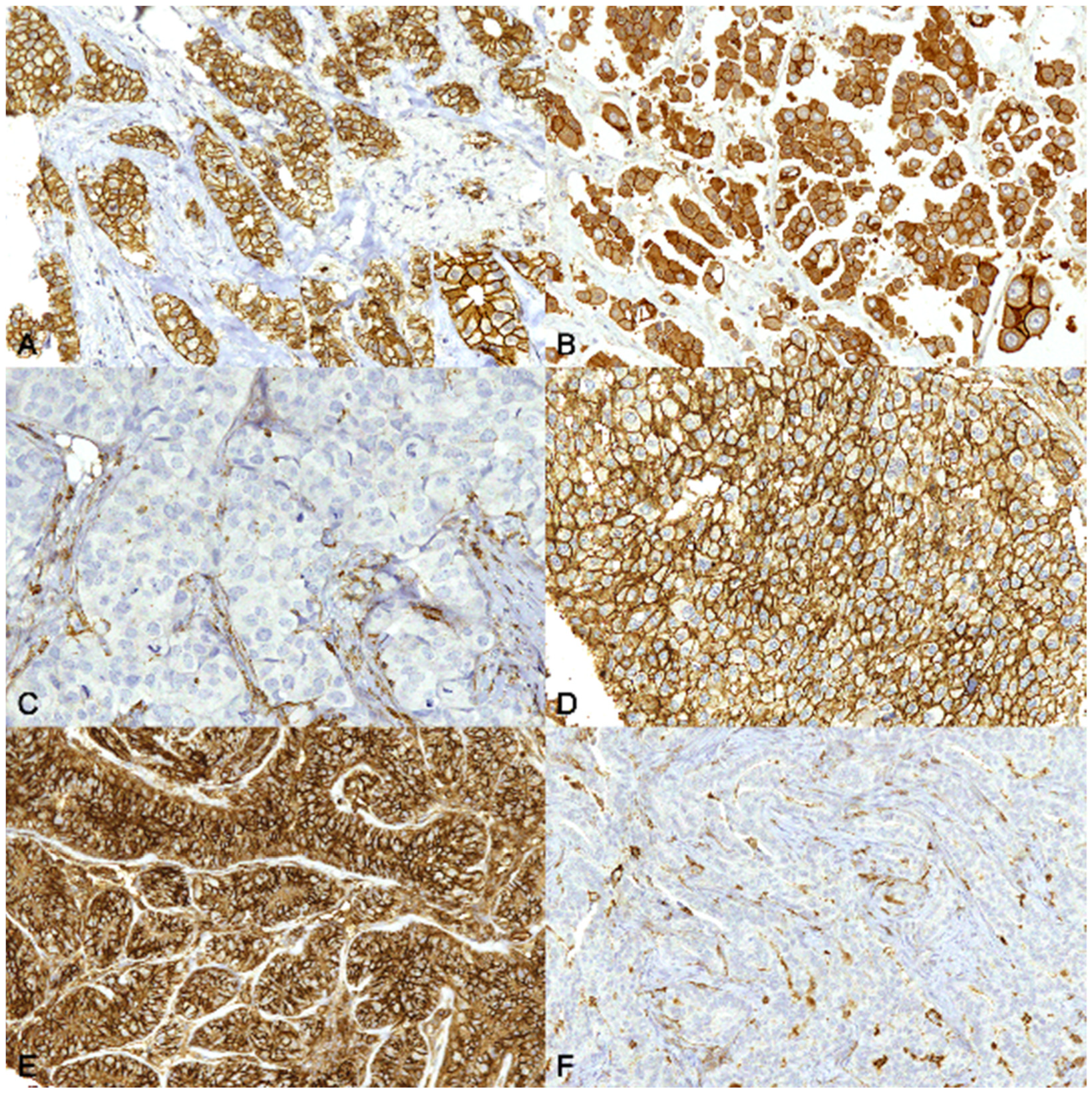 Animals 13 00878 g005 Animals 13 00878 g005