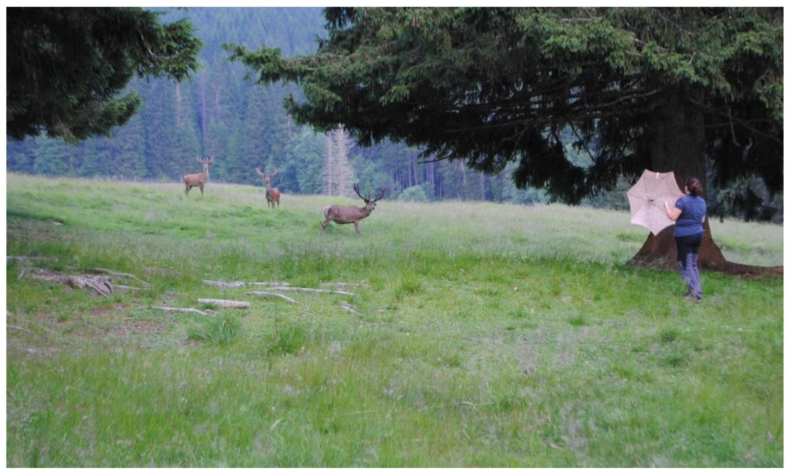 Animals 13 00903 g003