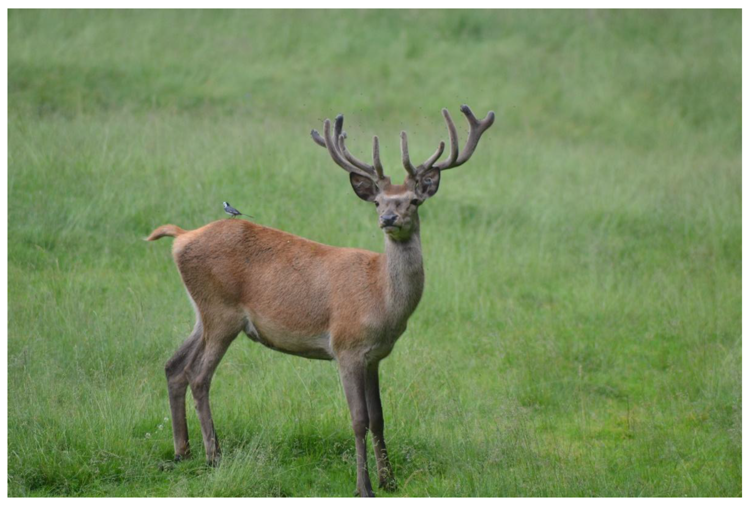 Animals 13 00903 g004