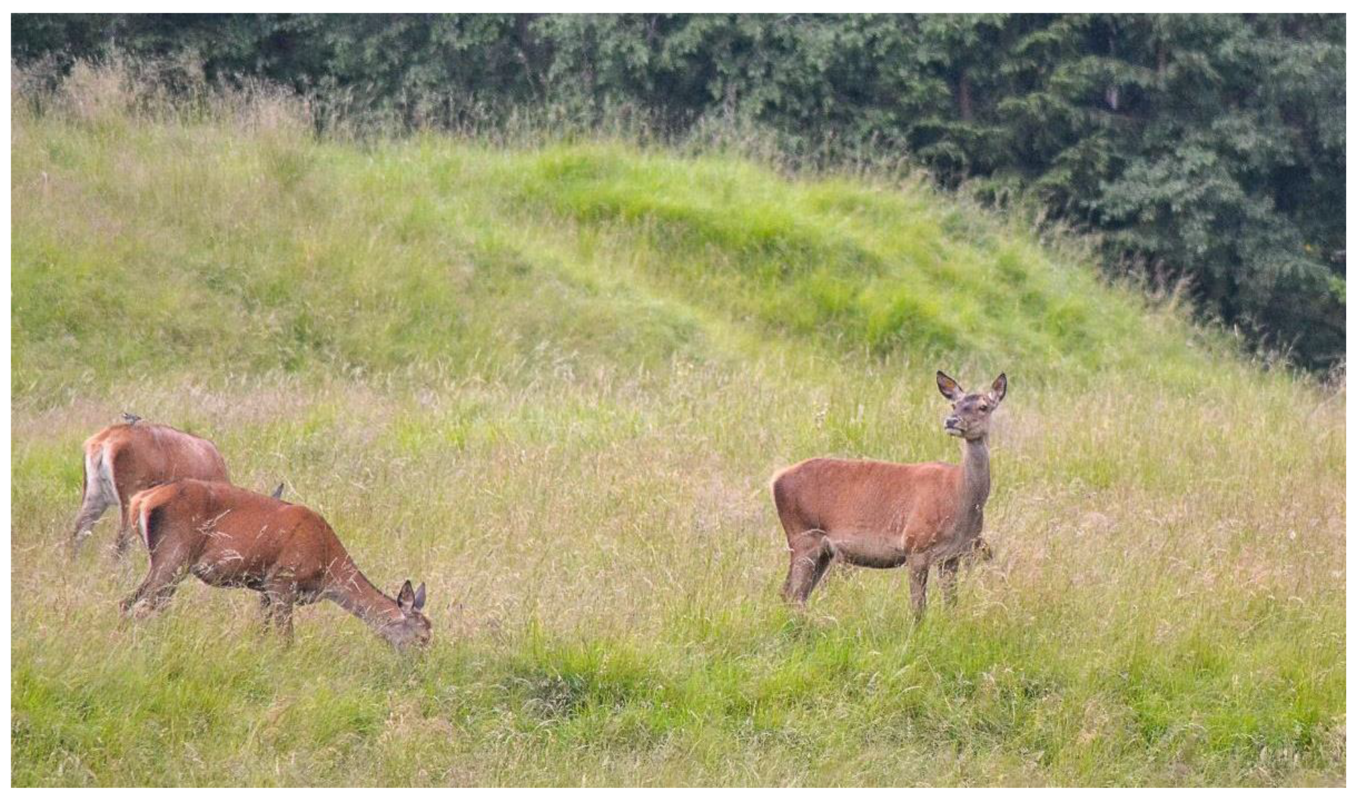 Animals 13 00903 g006