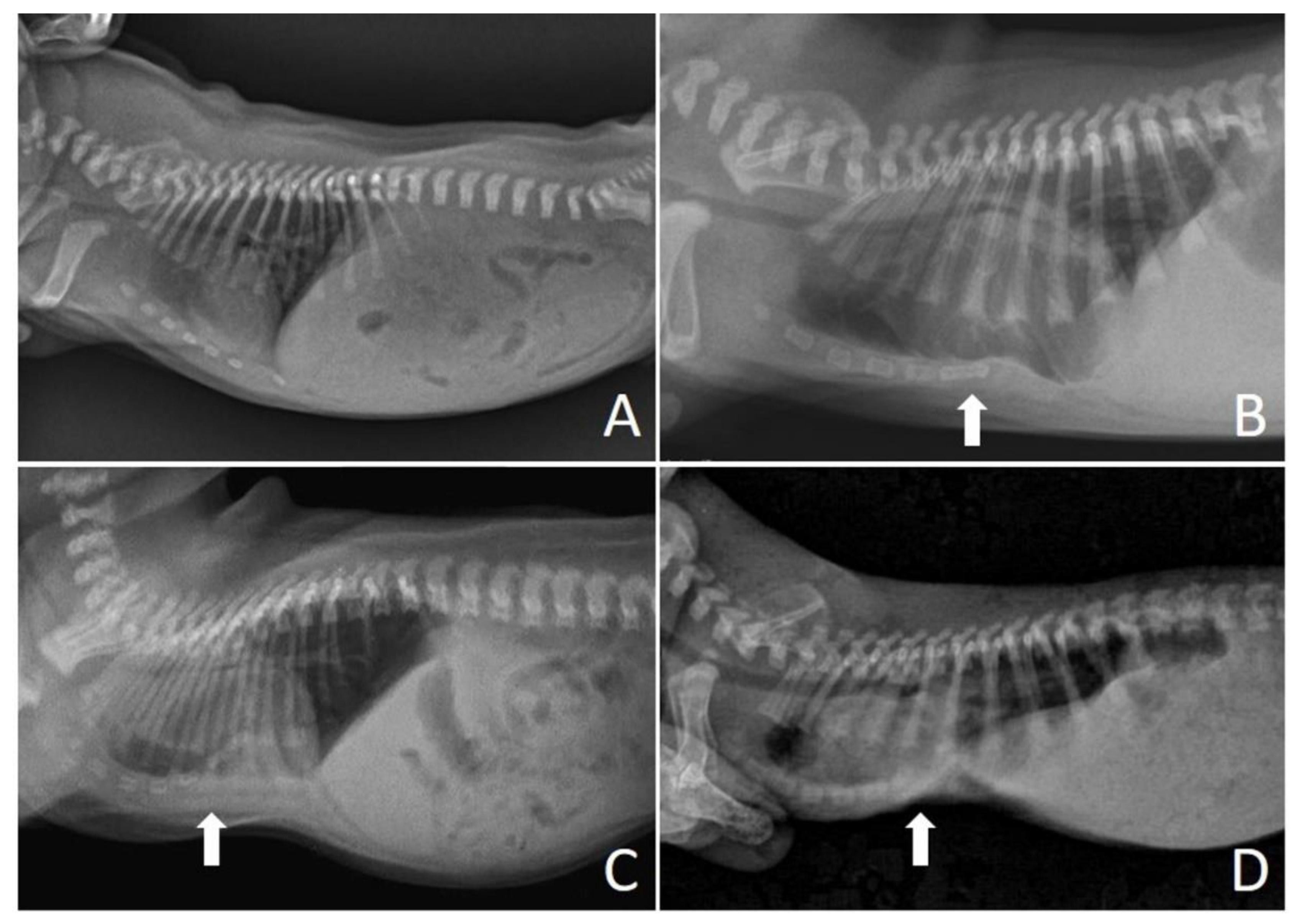 Animals | Free Full-Text | Two Types of Management for the Noninvasive