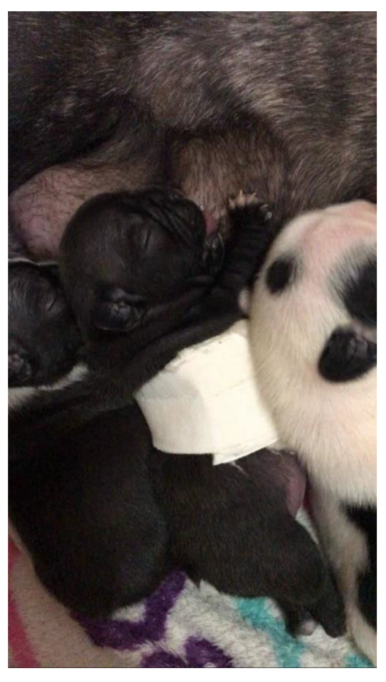 Animals 13 00906 g007