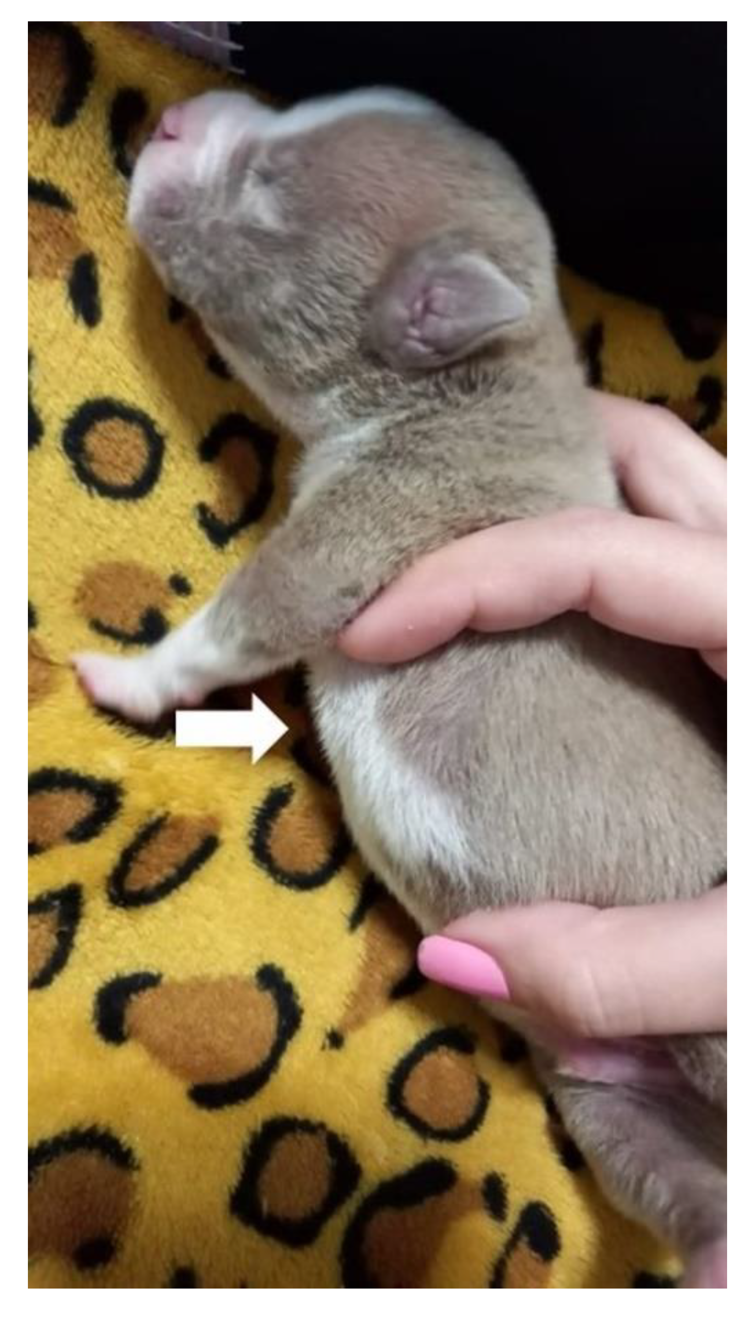 Animals 13 00906 g013