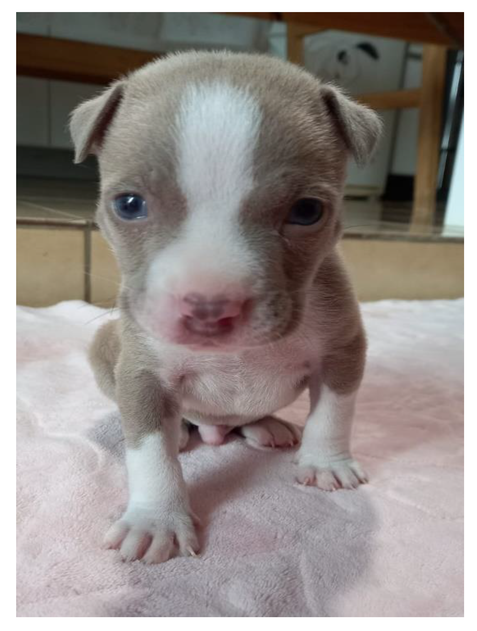 Animals 13 00906 g014