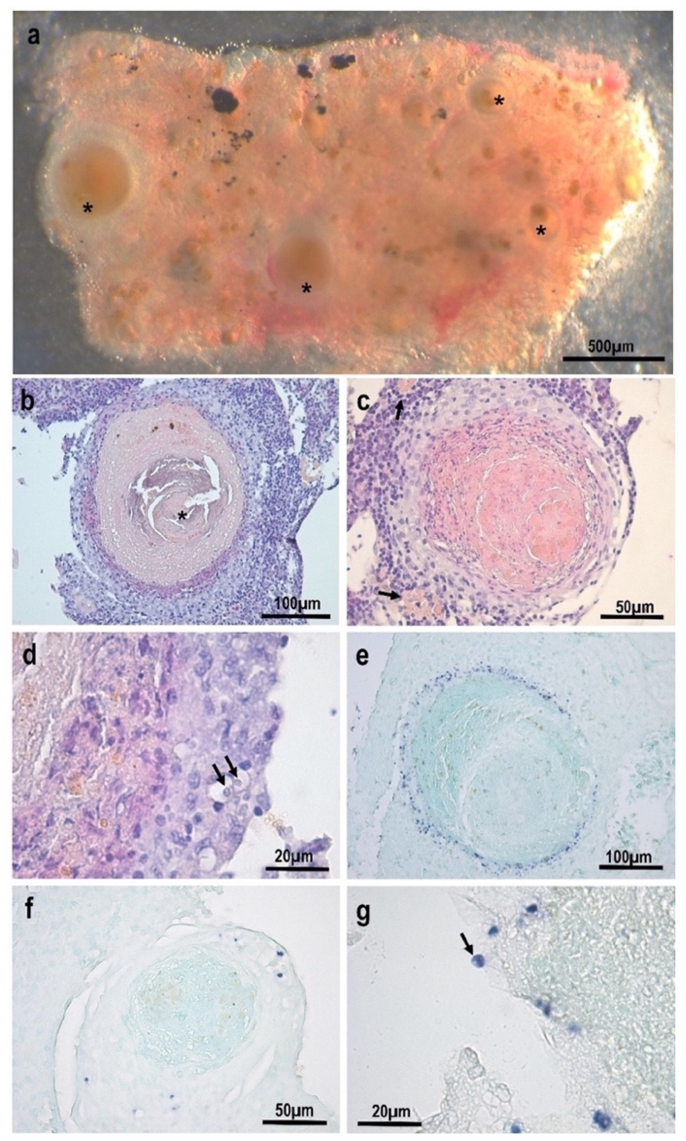 Animals 13 00935 g001 Animals 13 00935 g001