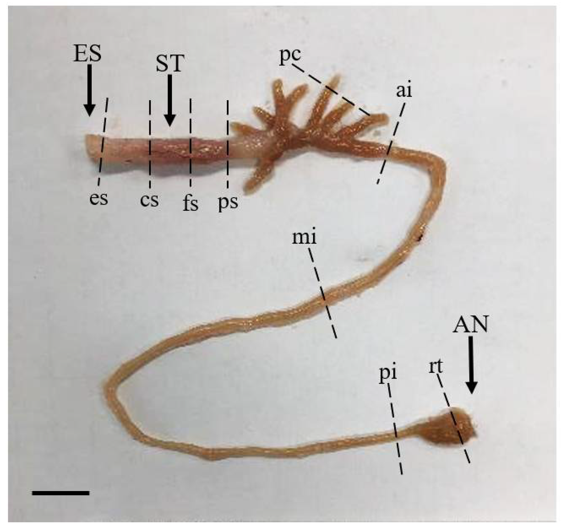 Animals | Free Full-Text | Morphology, Histology, and Histochemistry of the Digestive Tract of the Marbled Flounder Pseudopleuronectes yokohamae Animals | Free Full-Text | Morphology, Histology, and Histochemistry of the Digestive Tract of the Marbled Flounder Pseudopleuronectes yokohamae