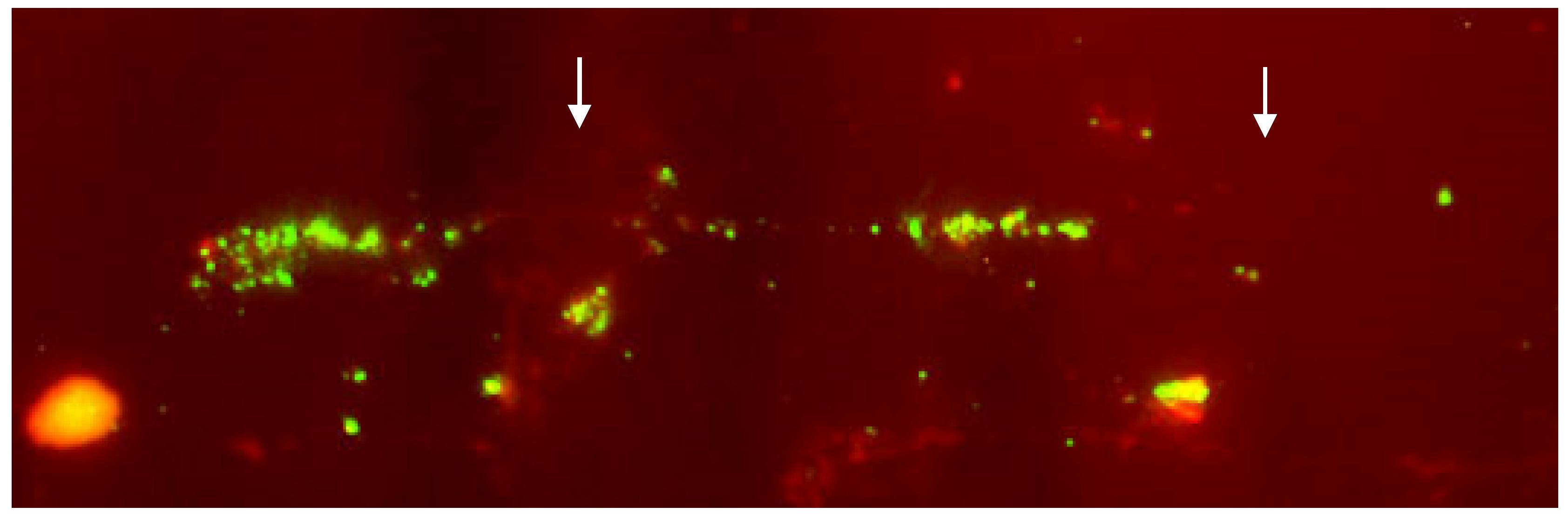 Animals 13 00944 g006 Animals 13 00944 g006