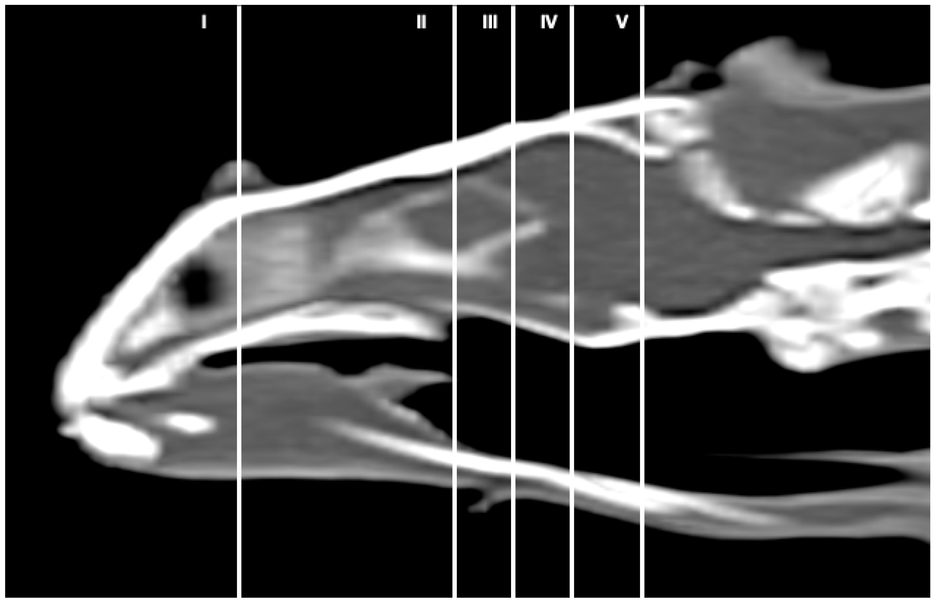 Animals 13 00955 g001