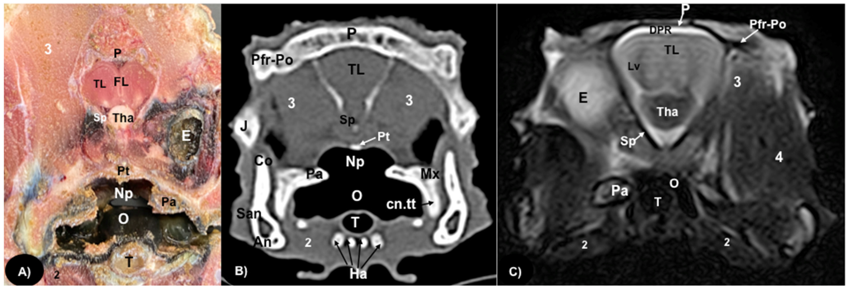 Animals 13 00955 g004
