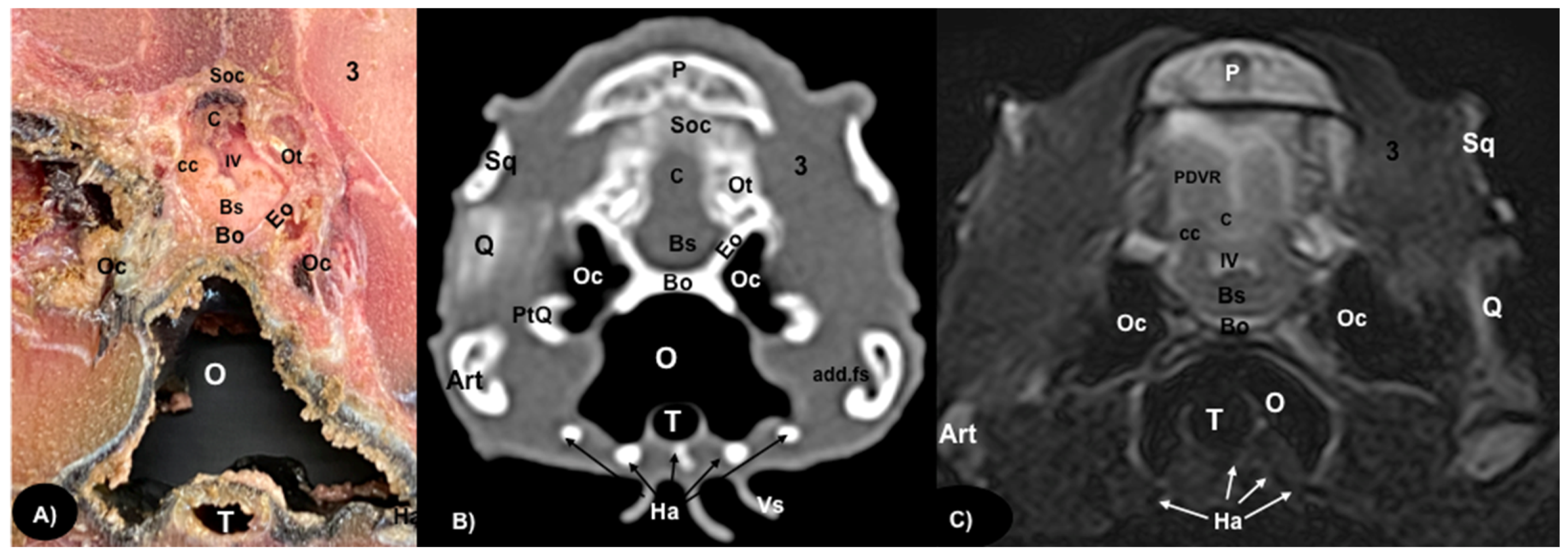 Animals 13 00955 g006