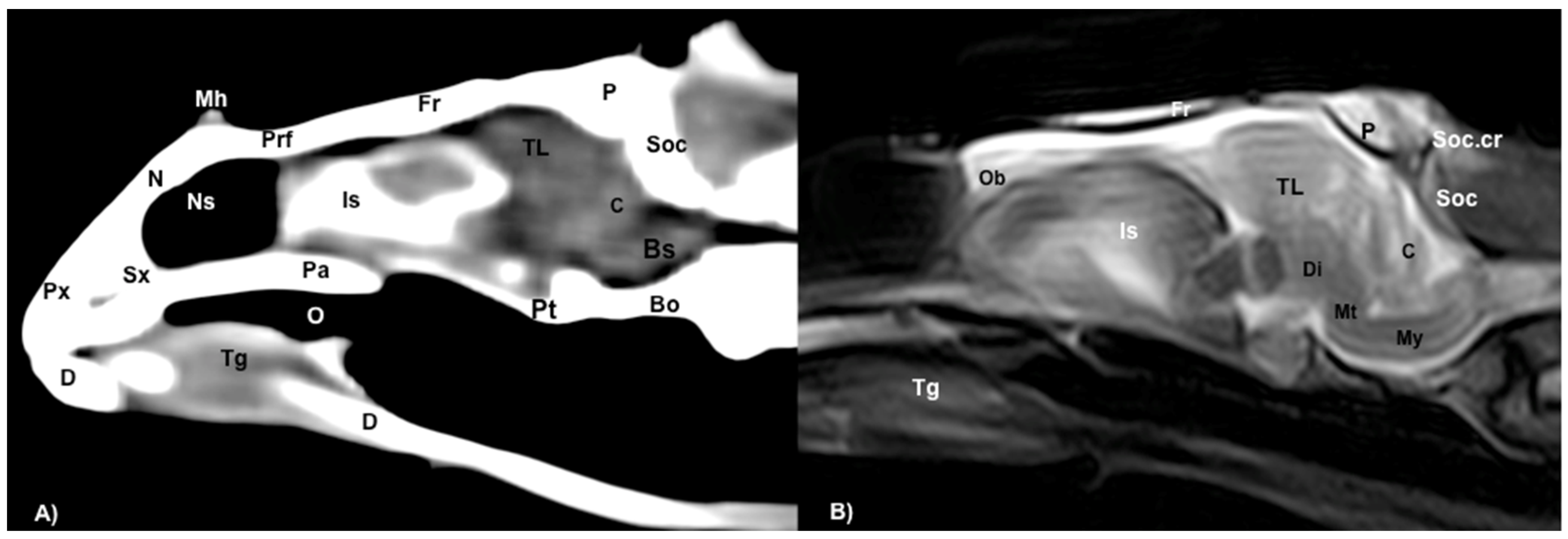 Animals 13 00955 g008