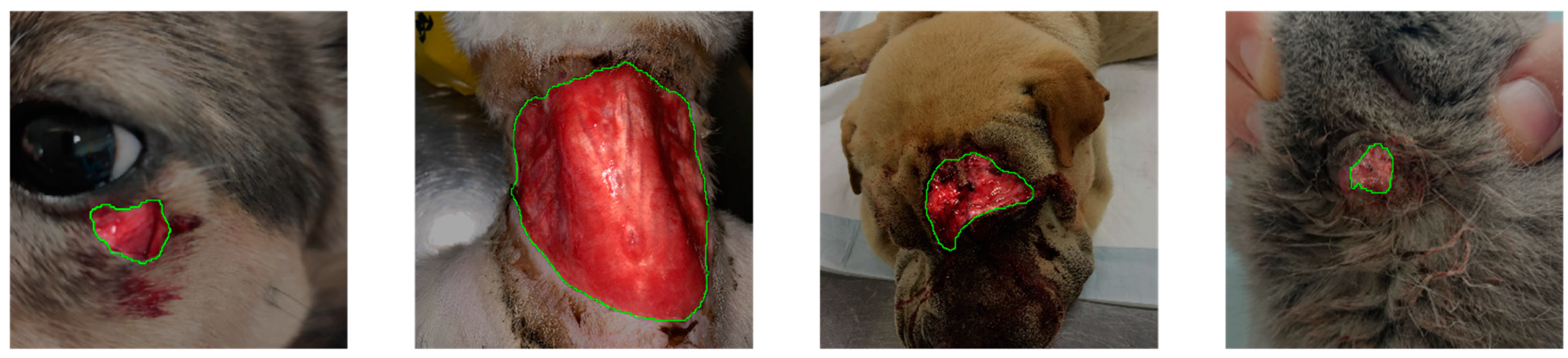 Animals 13 00956 g002