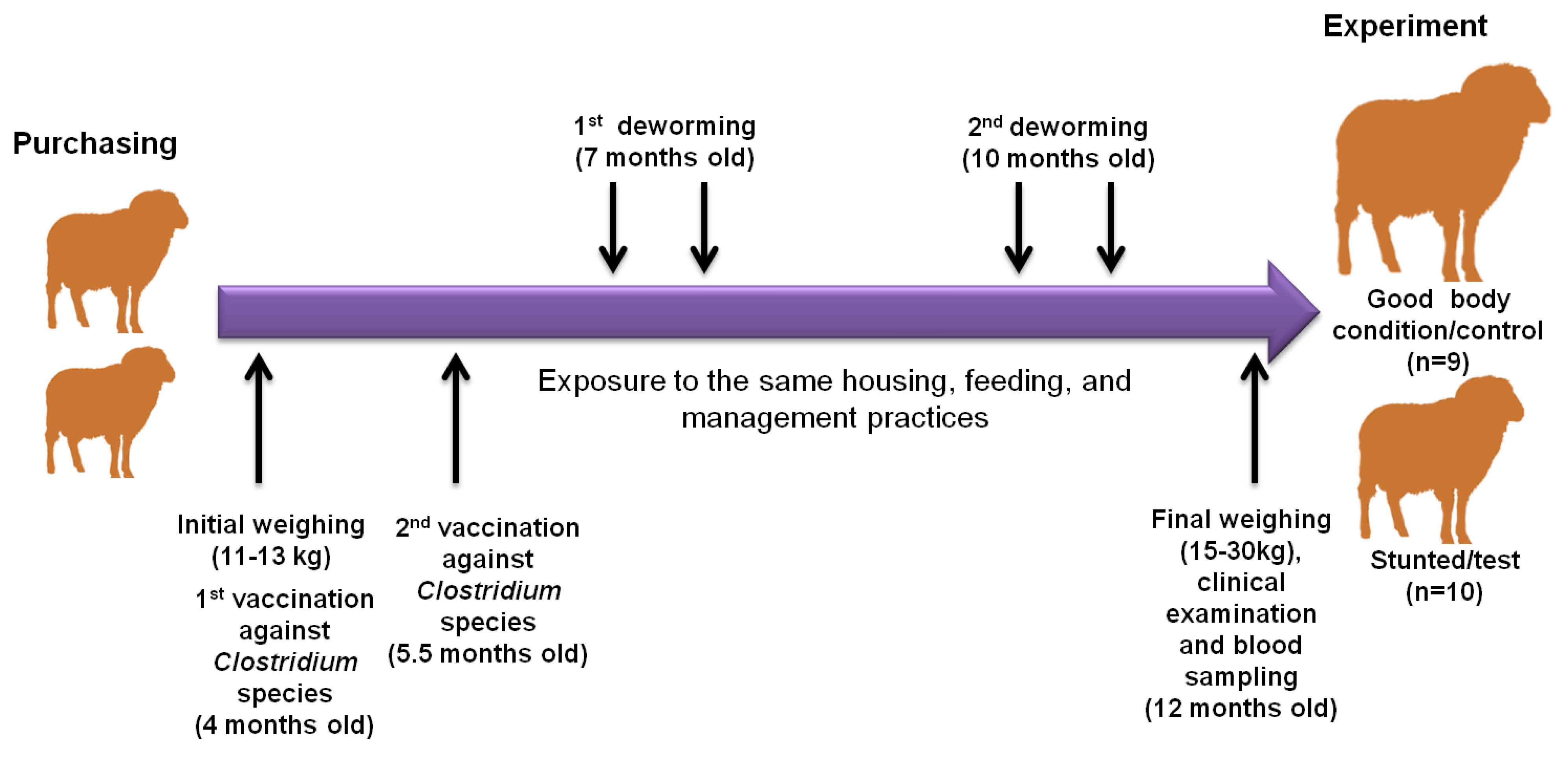 Animals 13 00962 g001
