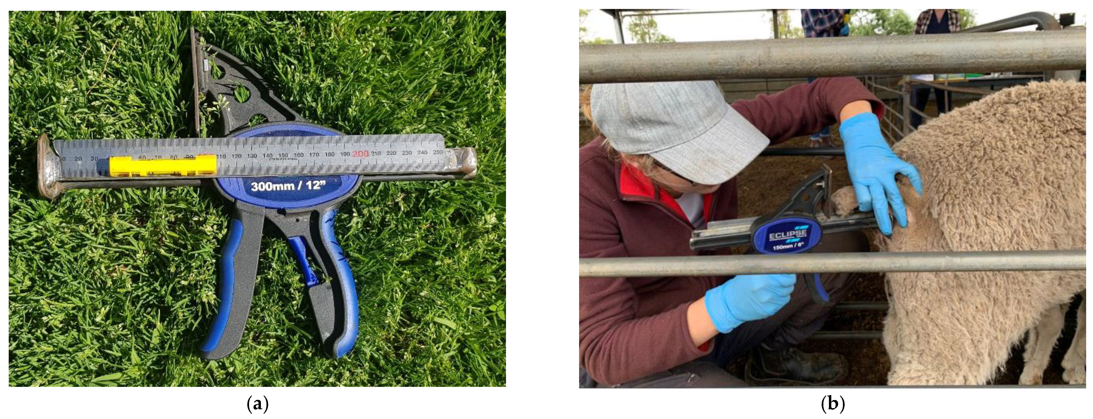 Animals 13 00963 g001