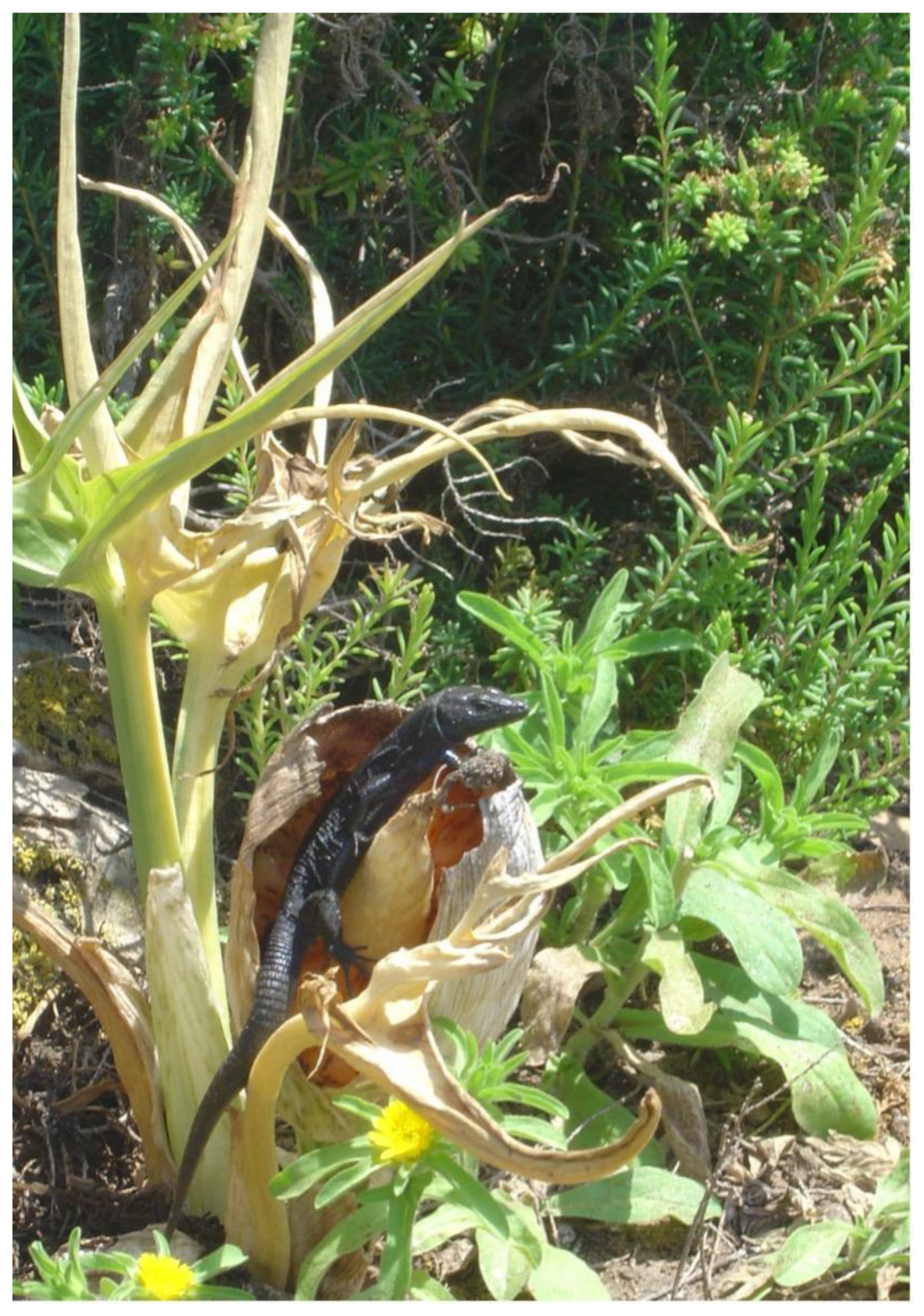 Animals 13 00973 g010 Animals 13 00973 g010