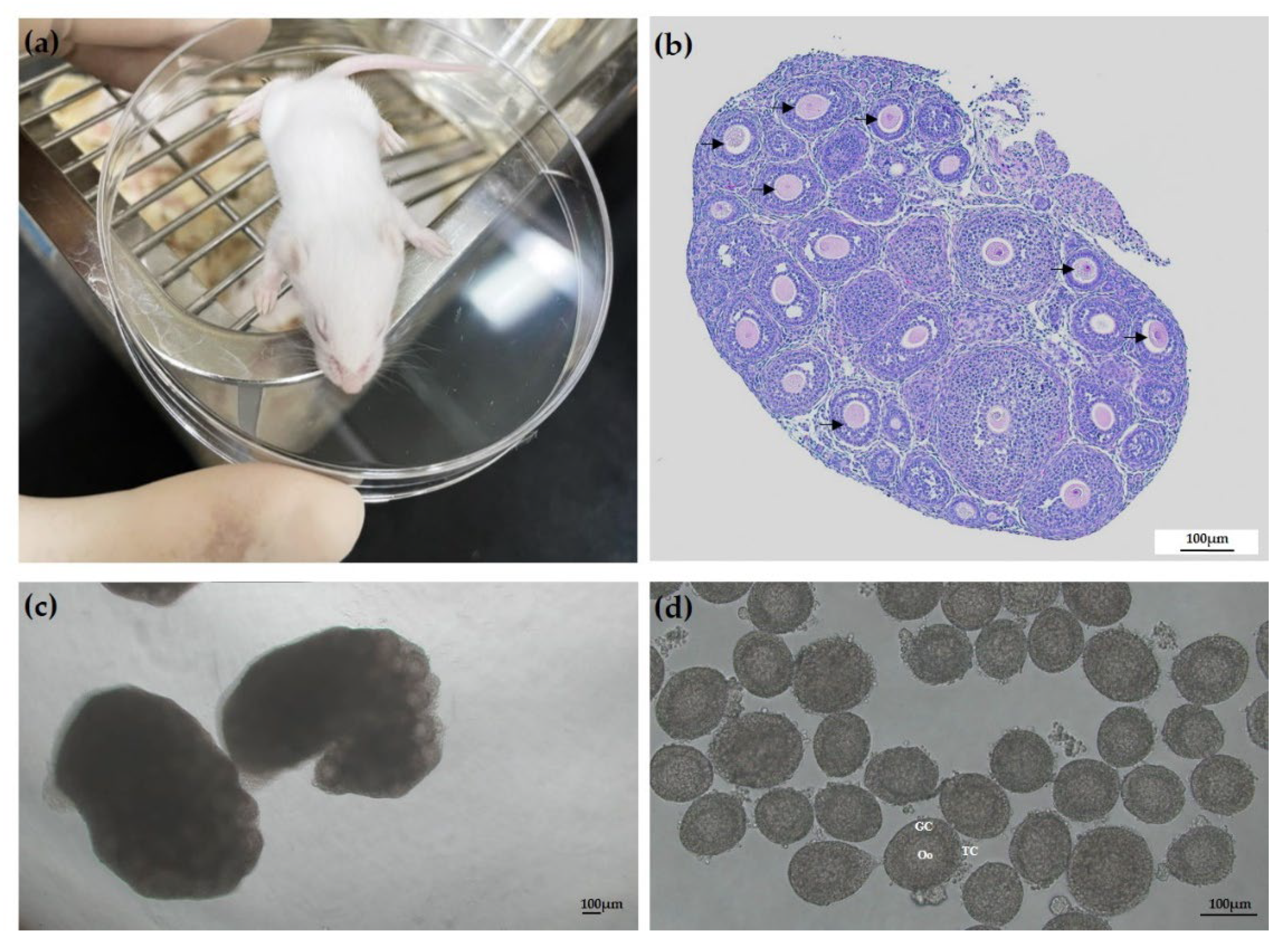 Animals 13 00980 g001 Animals 13 00980 g001