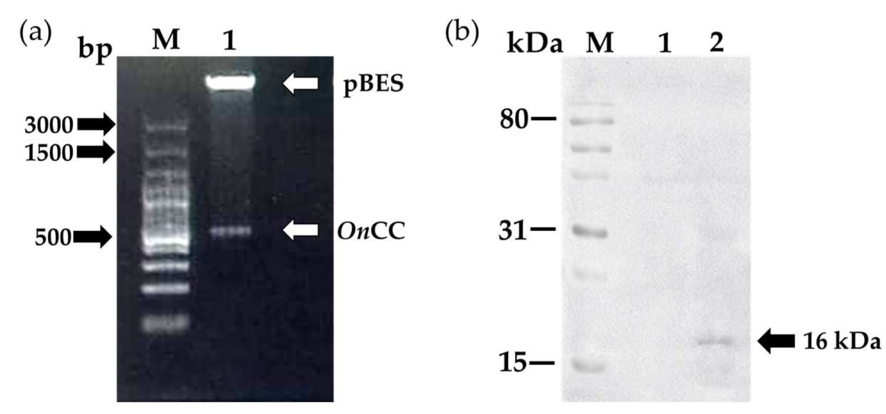 Animals 13 00986 g006