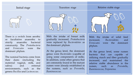 Animals | Free Full-Text | The Colonization of Rumen Microbiota and Intervention in Pre-Weaned Ruminants Animals | Free Full-Text | The Colonization of Rumen Microbiota and Intervention in Pre-Weaned Ruminants