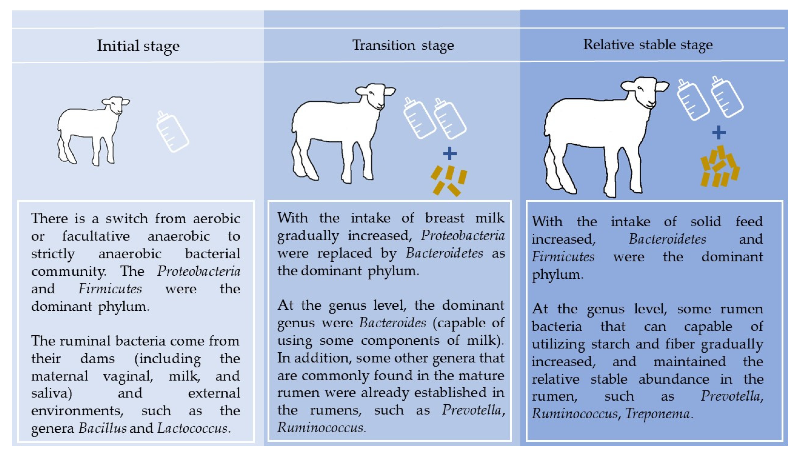 The Colonization of Rumen Microbiota and Intervention in Pre-Weaned ...