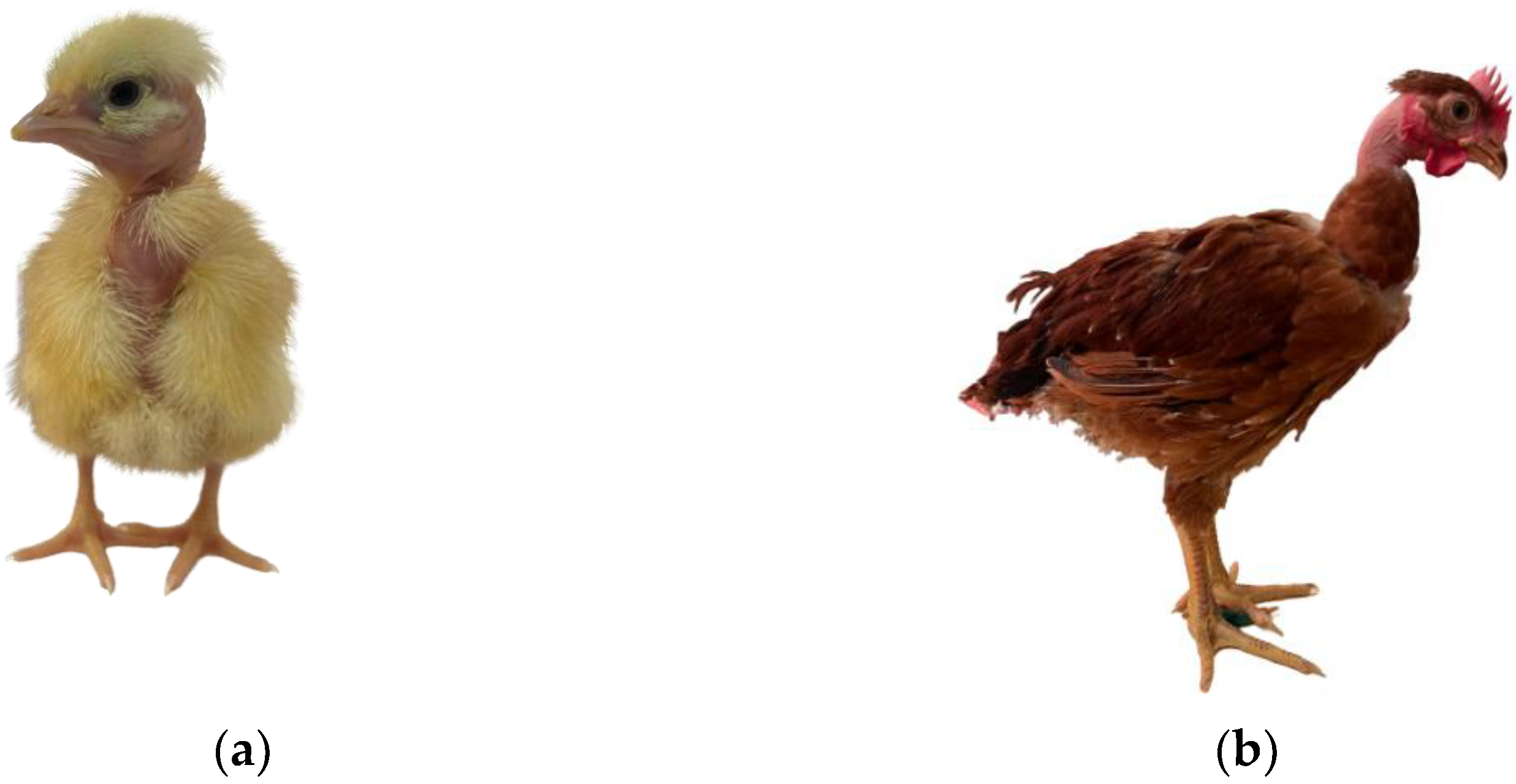 Animals 13 01007 g004 Animals 13 01007 g004