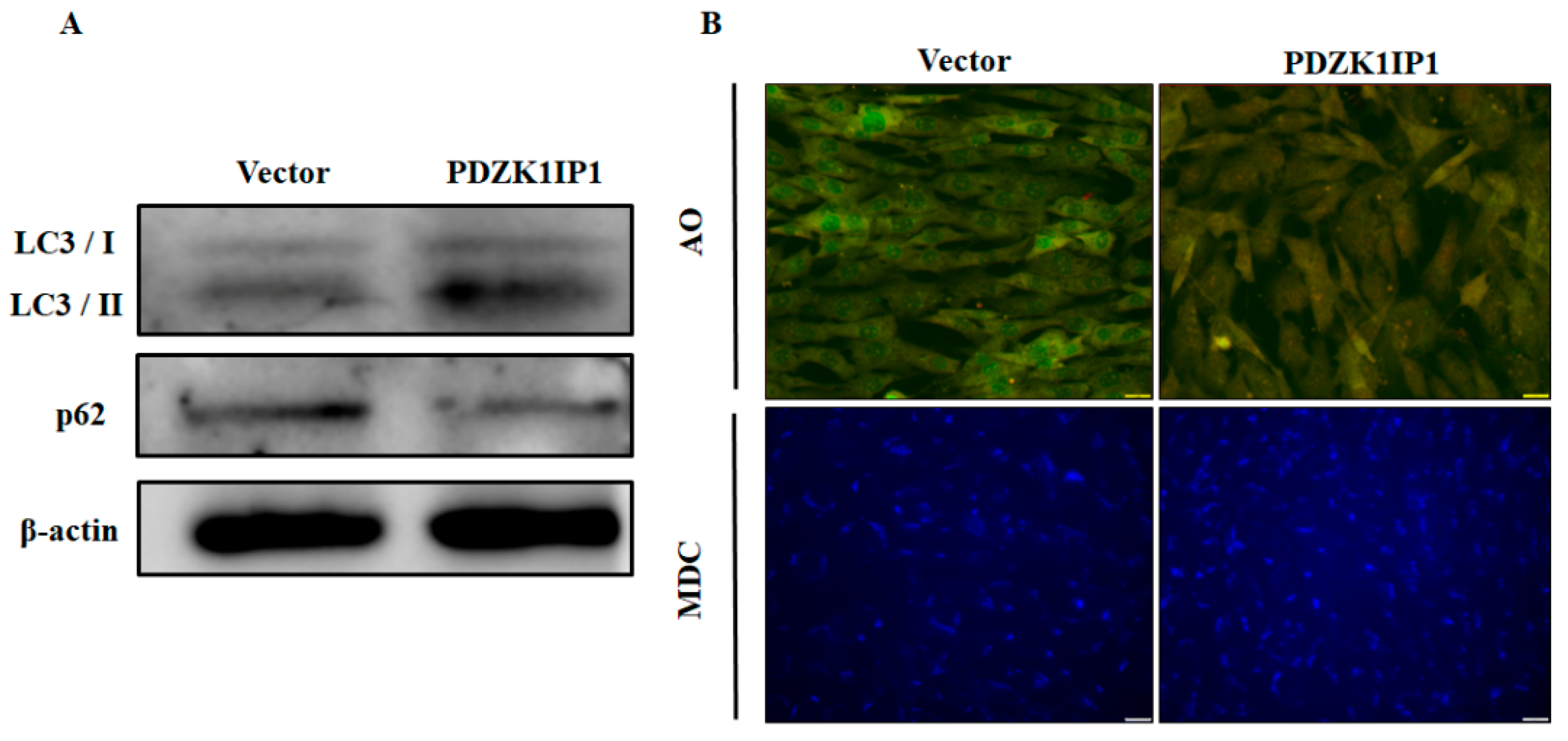 Animals 13 01046 g004
