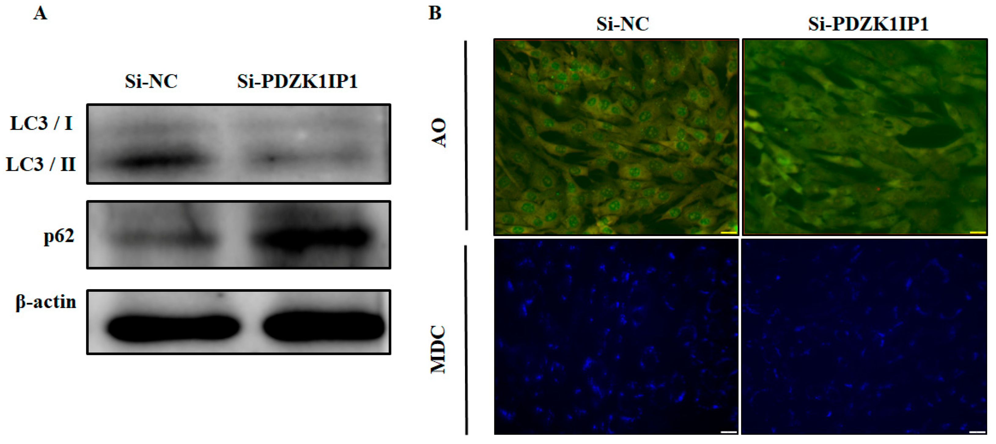 Animals 13 01046 g005