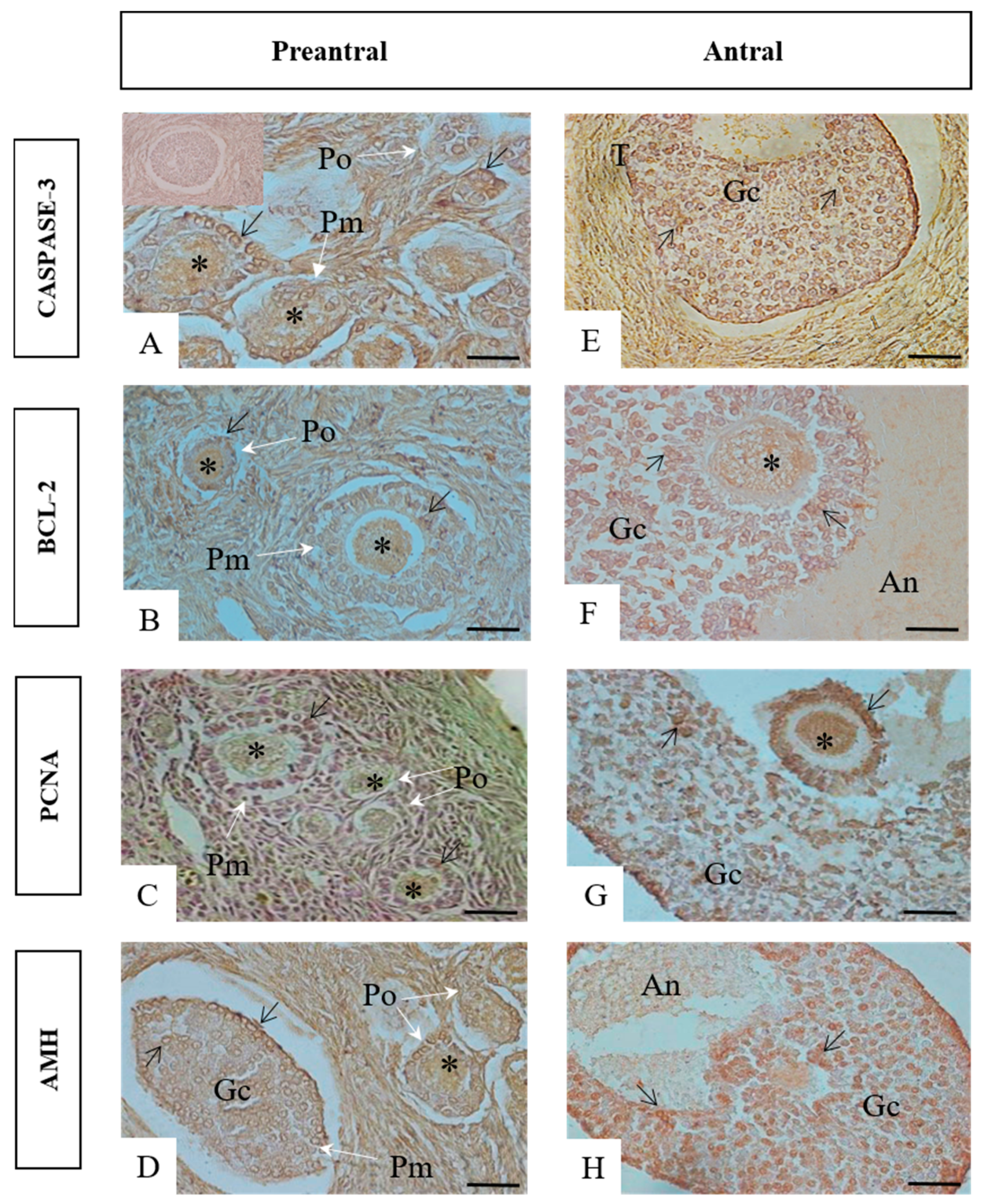 Animals 13 01051 g001