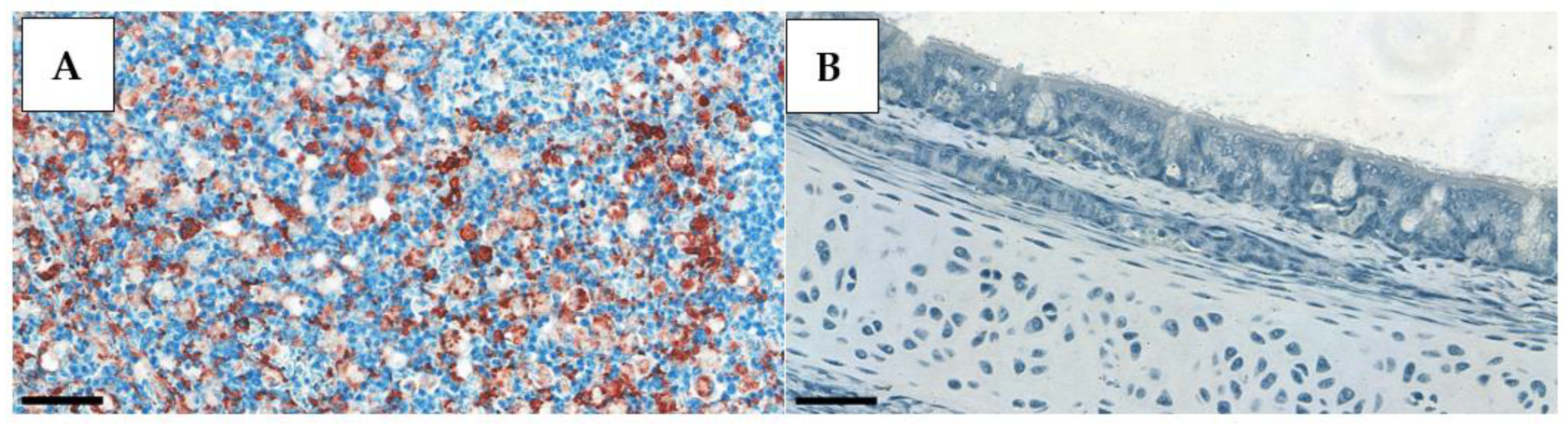 Animals 13 01052 g001