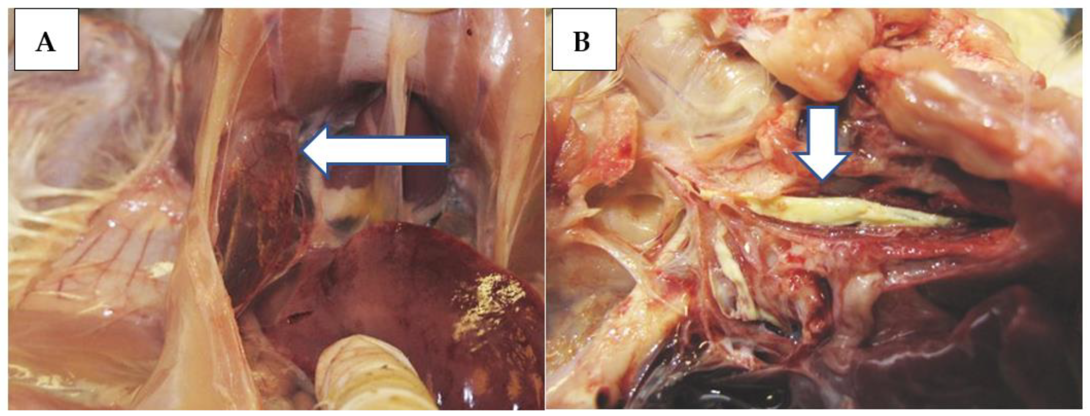 Animals 13 01052 g002