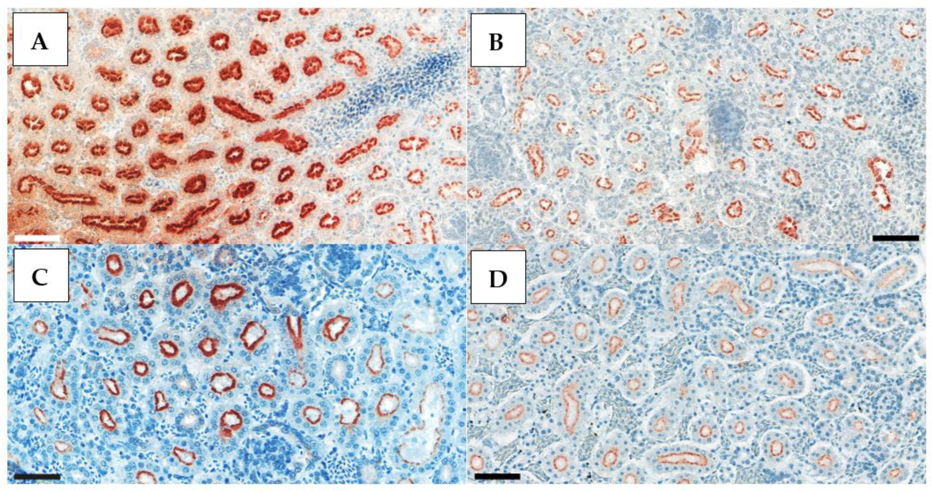 Animals 13 01052 g005