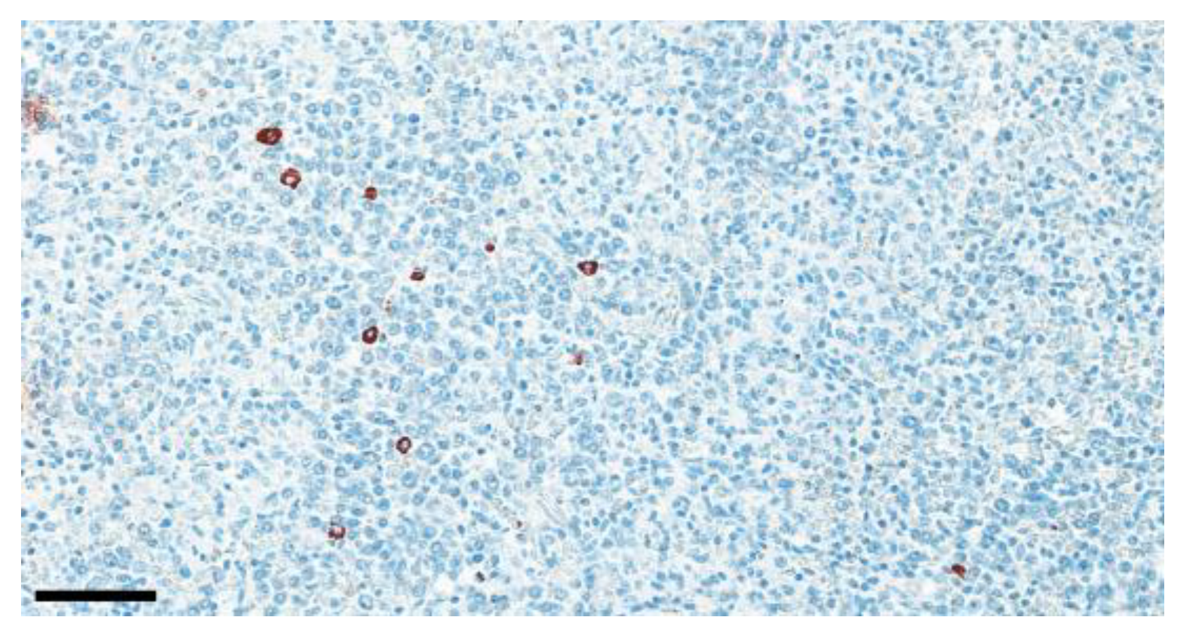 Animals 13 01052 g006