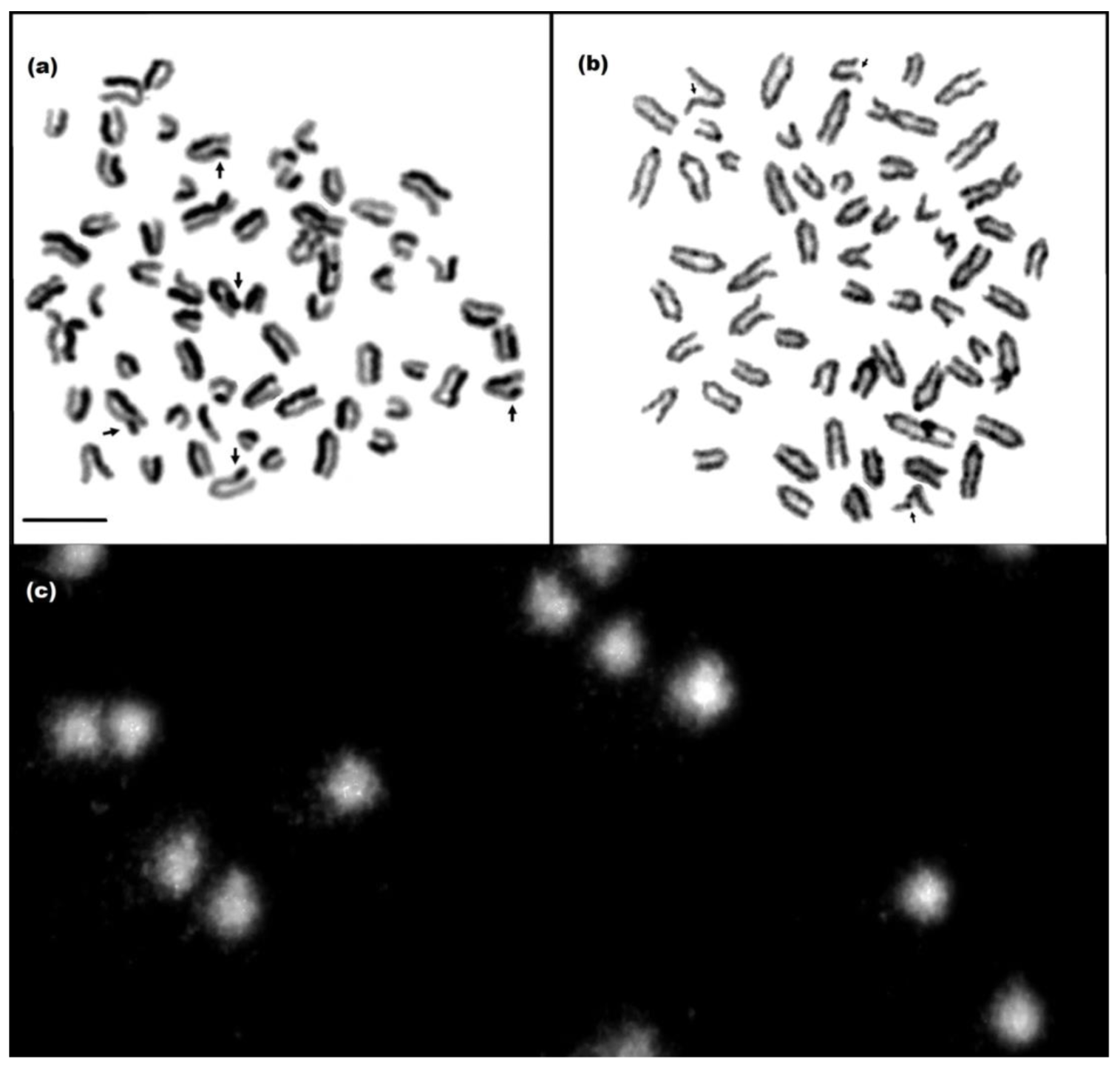 Animals 13 01056 g001 Animals 13 01056 g001