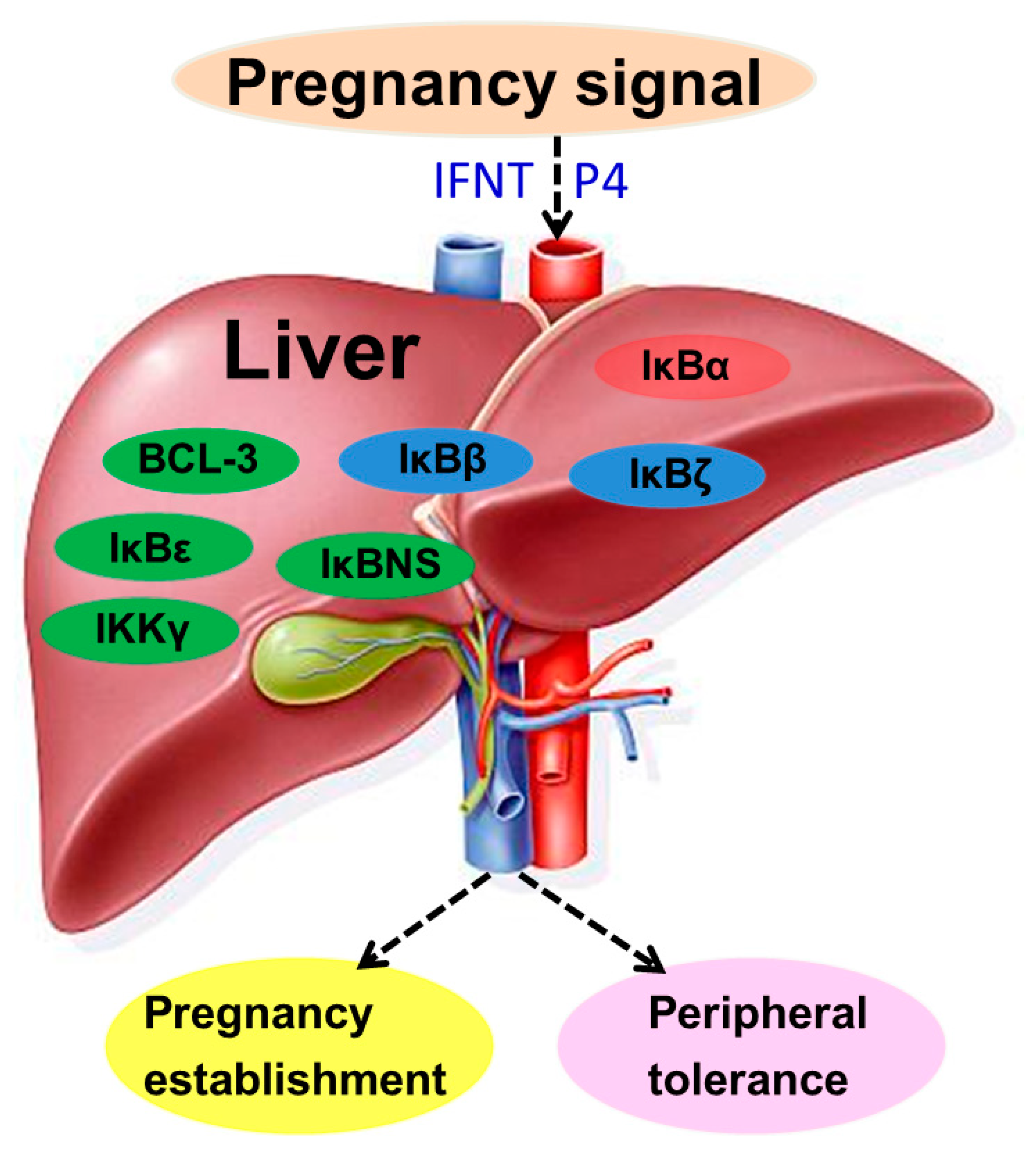 Animals 13 01057 g004 Animals 13 01057 g004