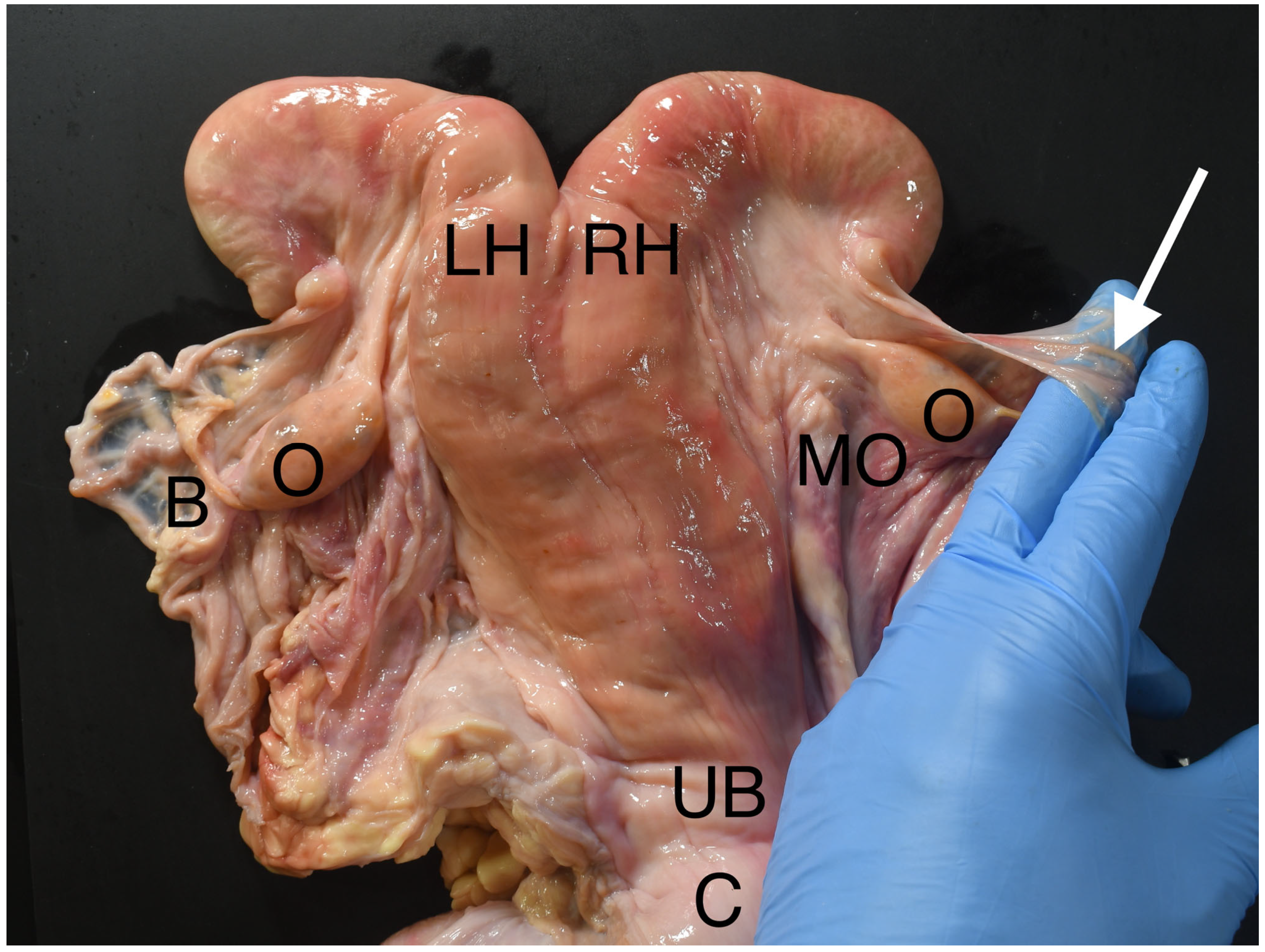 Animals 13 01066 g001