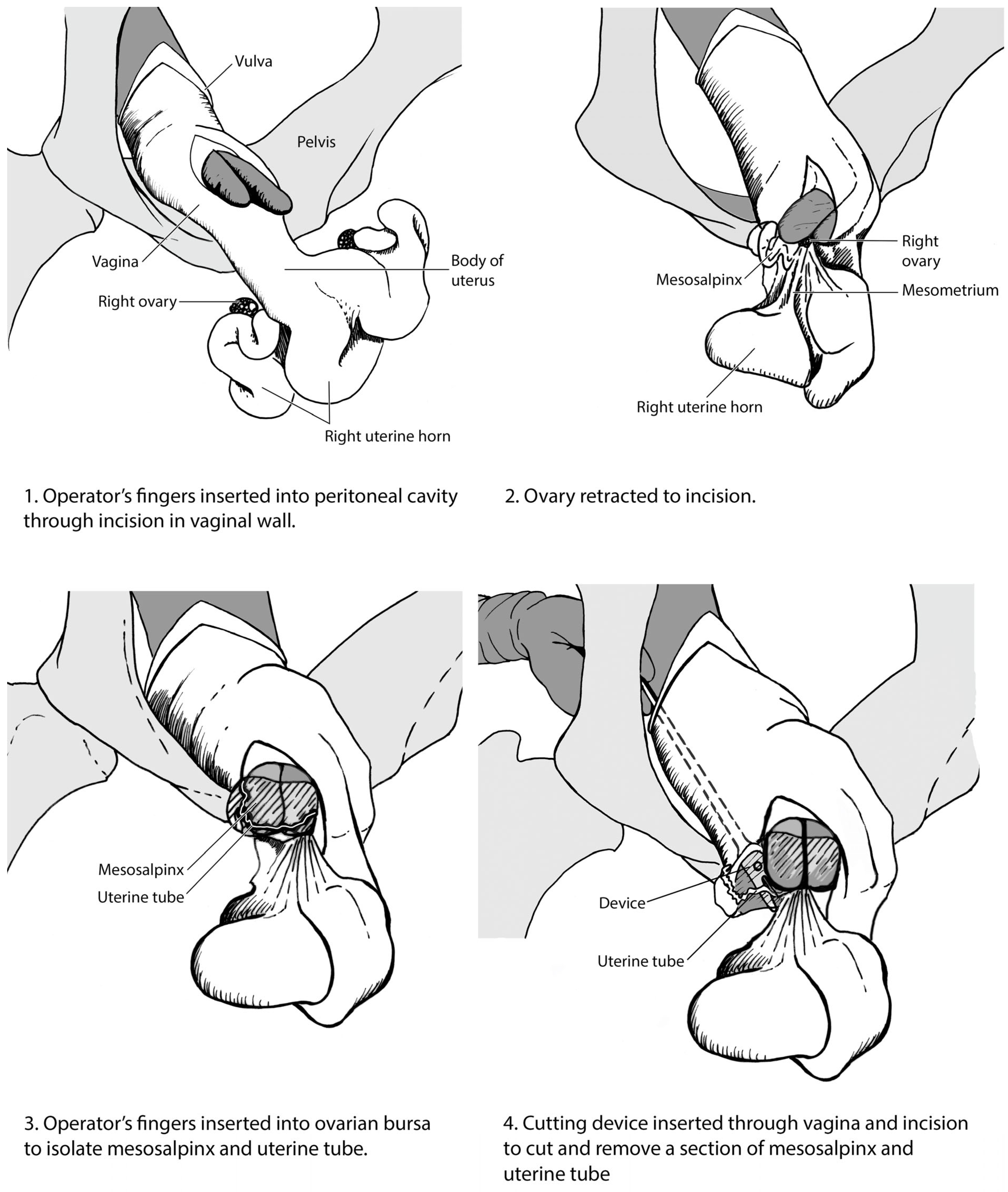 Animals 13 01066 g002