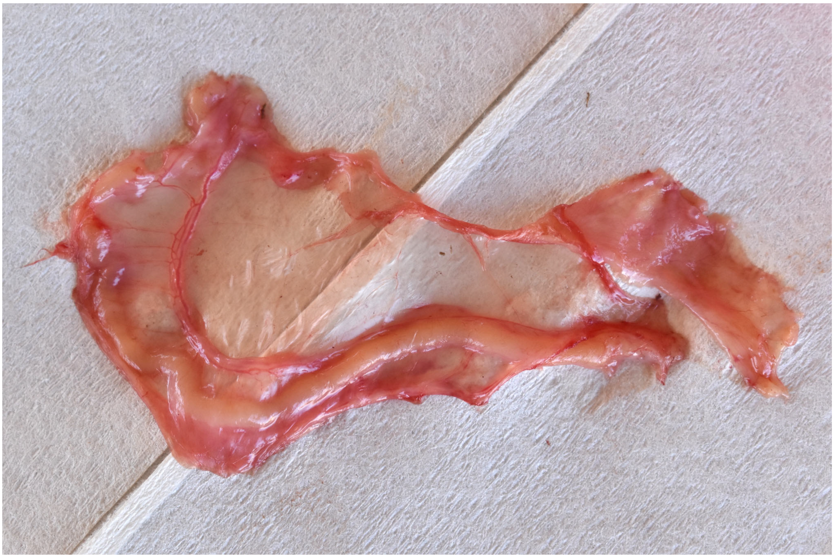 Animals 13 01066 g004