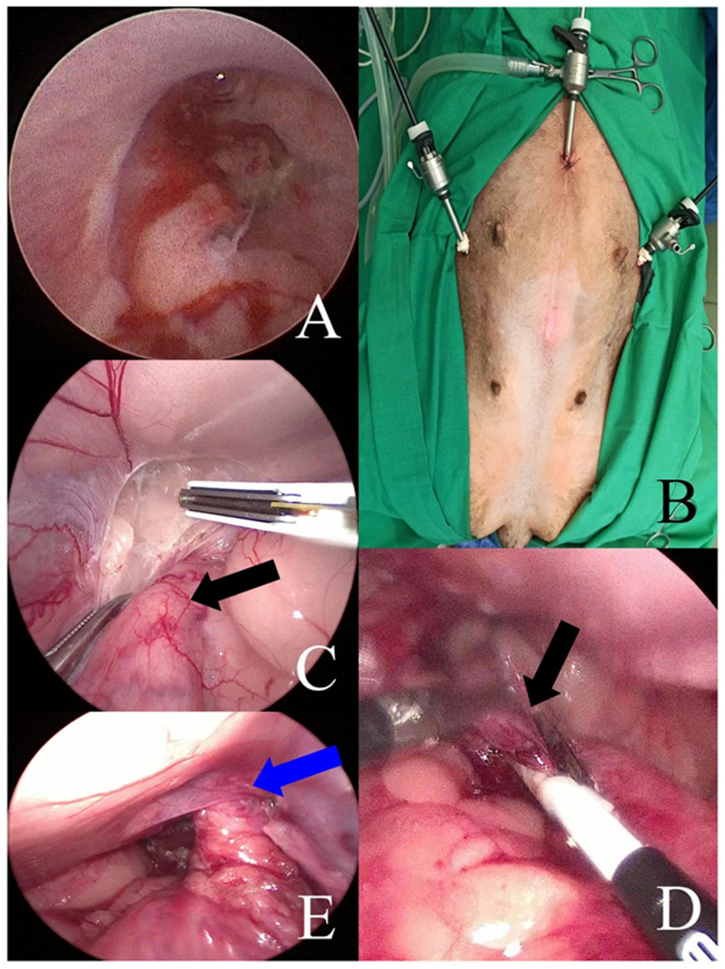 PDF) Surgical management of recurrent rectal prolapse in a pup by colopexy