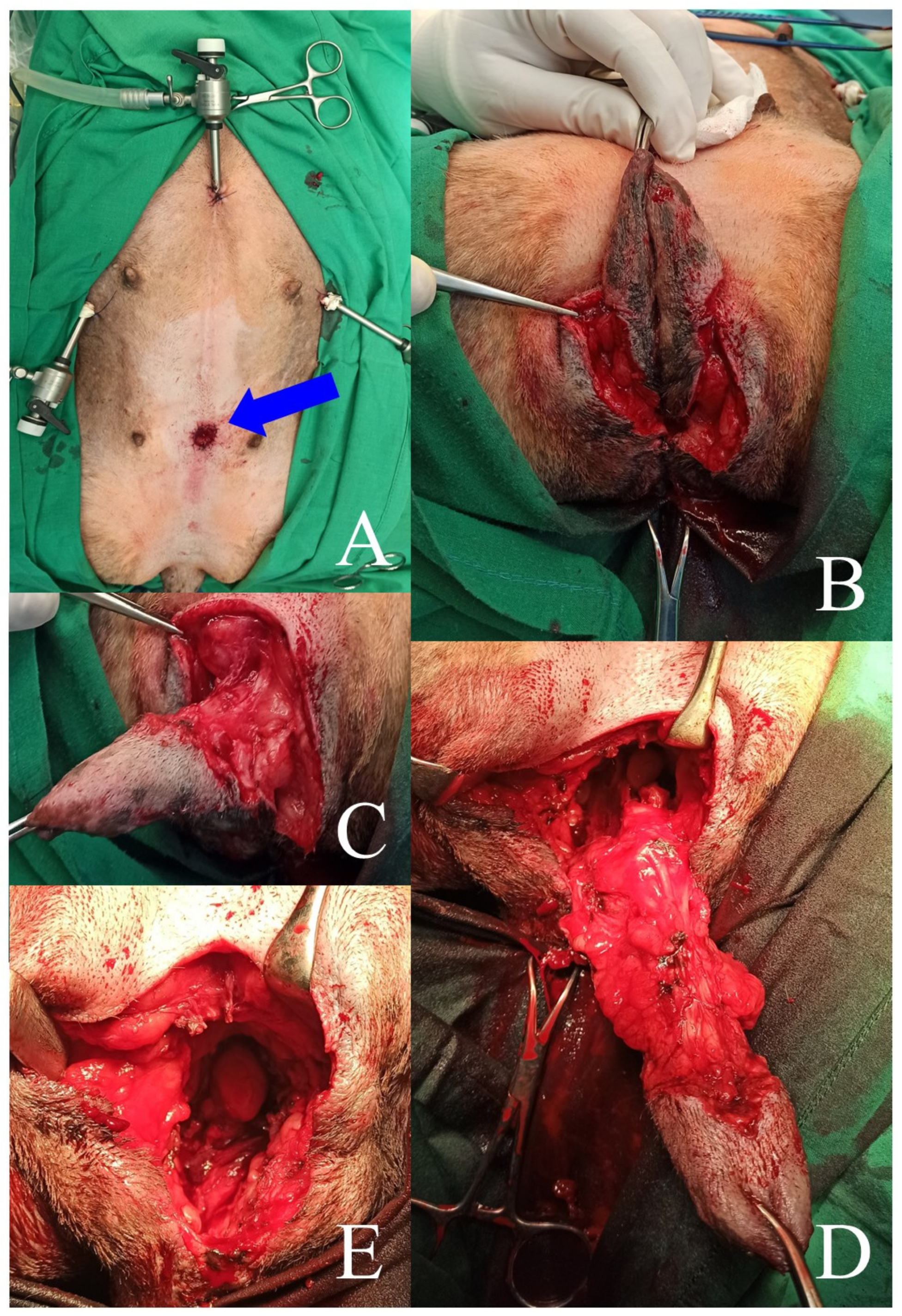 Animals 13 01074 g002