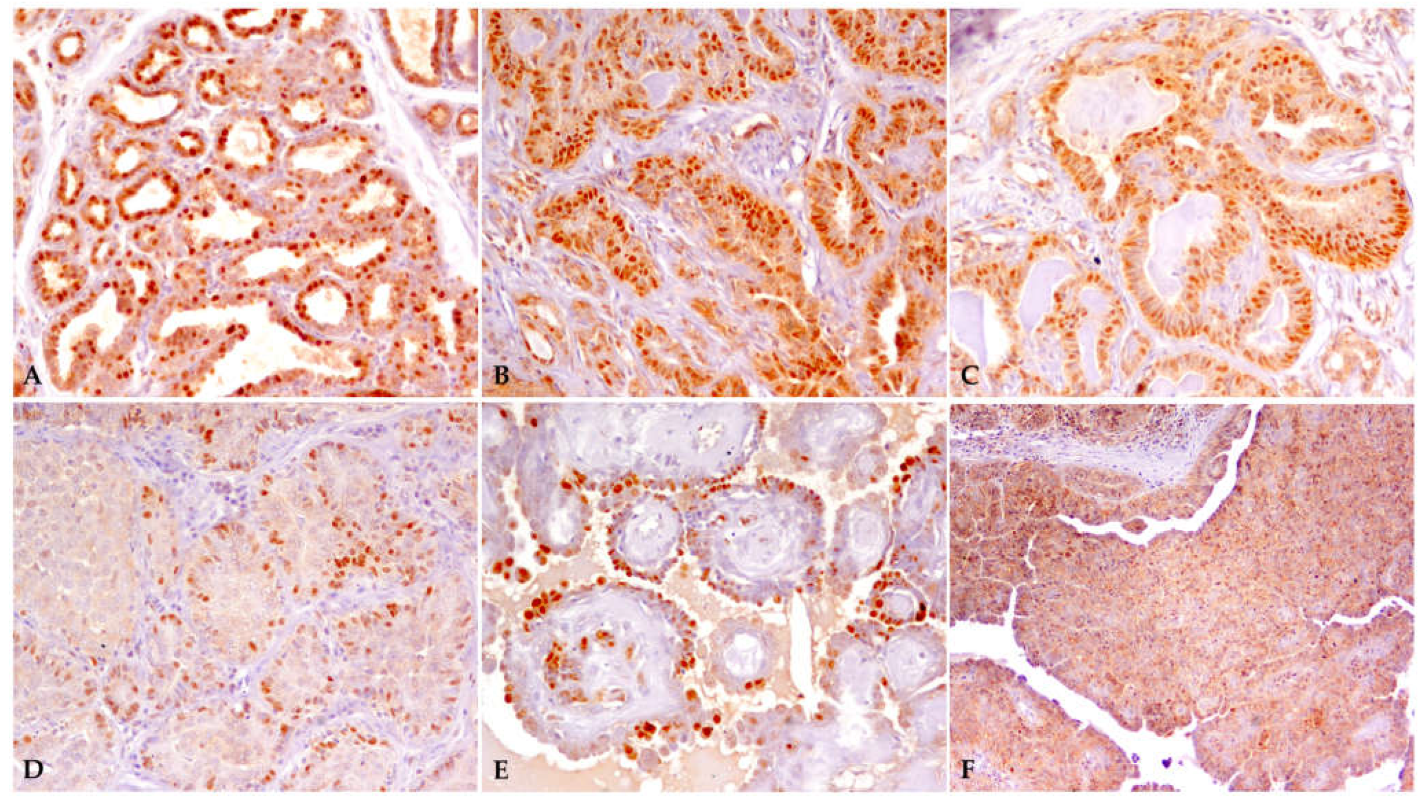 Animals 13 01086 g001