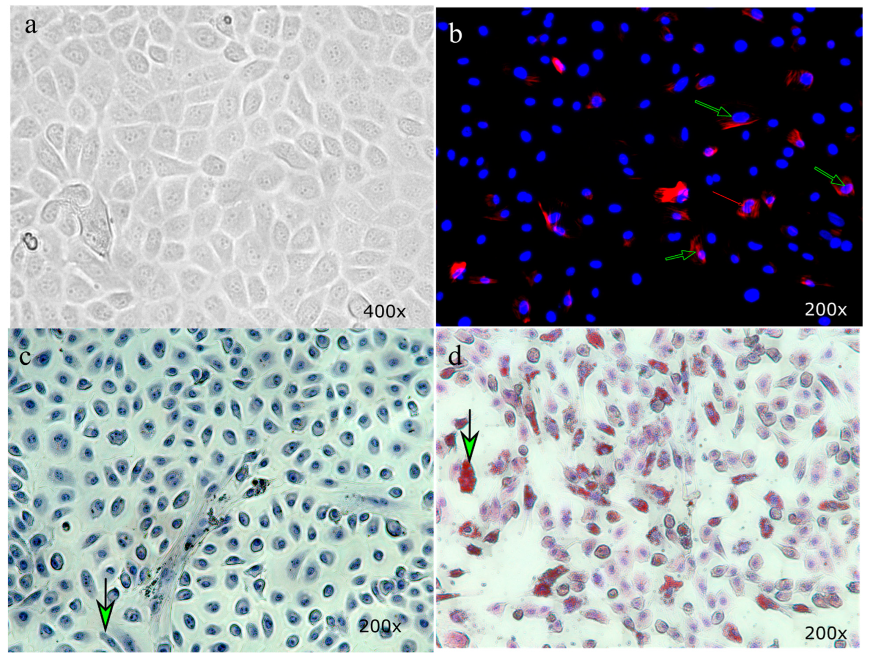 Animals 13 01101 g001 Animals 13 01101 g001