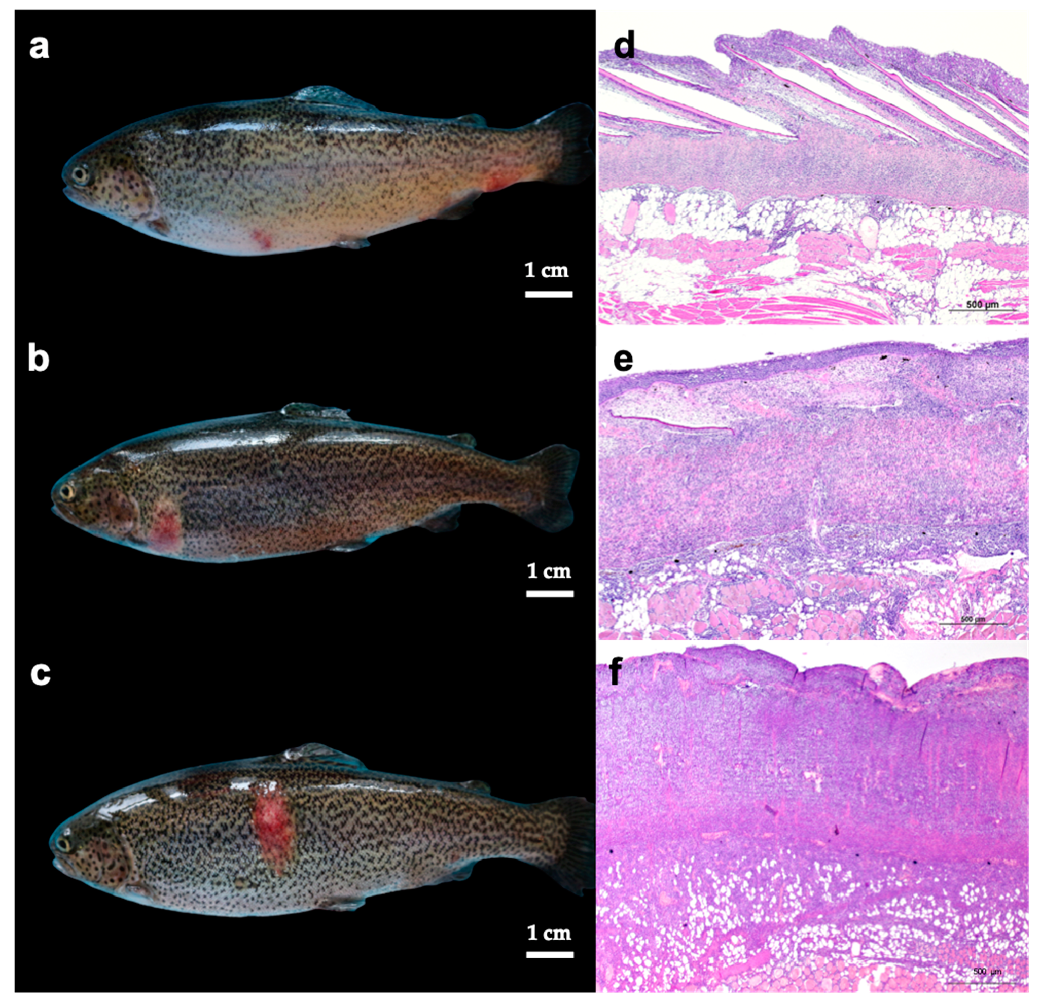 Animals 13 01103 g001 Animals 13 01103 g001