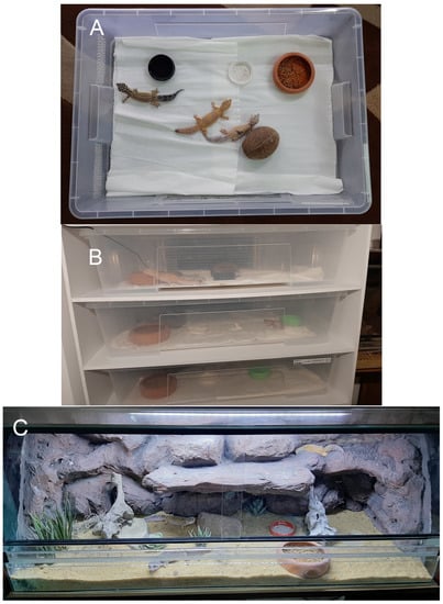 Animals | Free Full-Text | The Effect of Enrichment on Leopard Geckos (Eublepharis macularius) Housed in Two Different Maintenance (Rack vs. Terrarium)