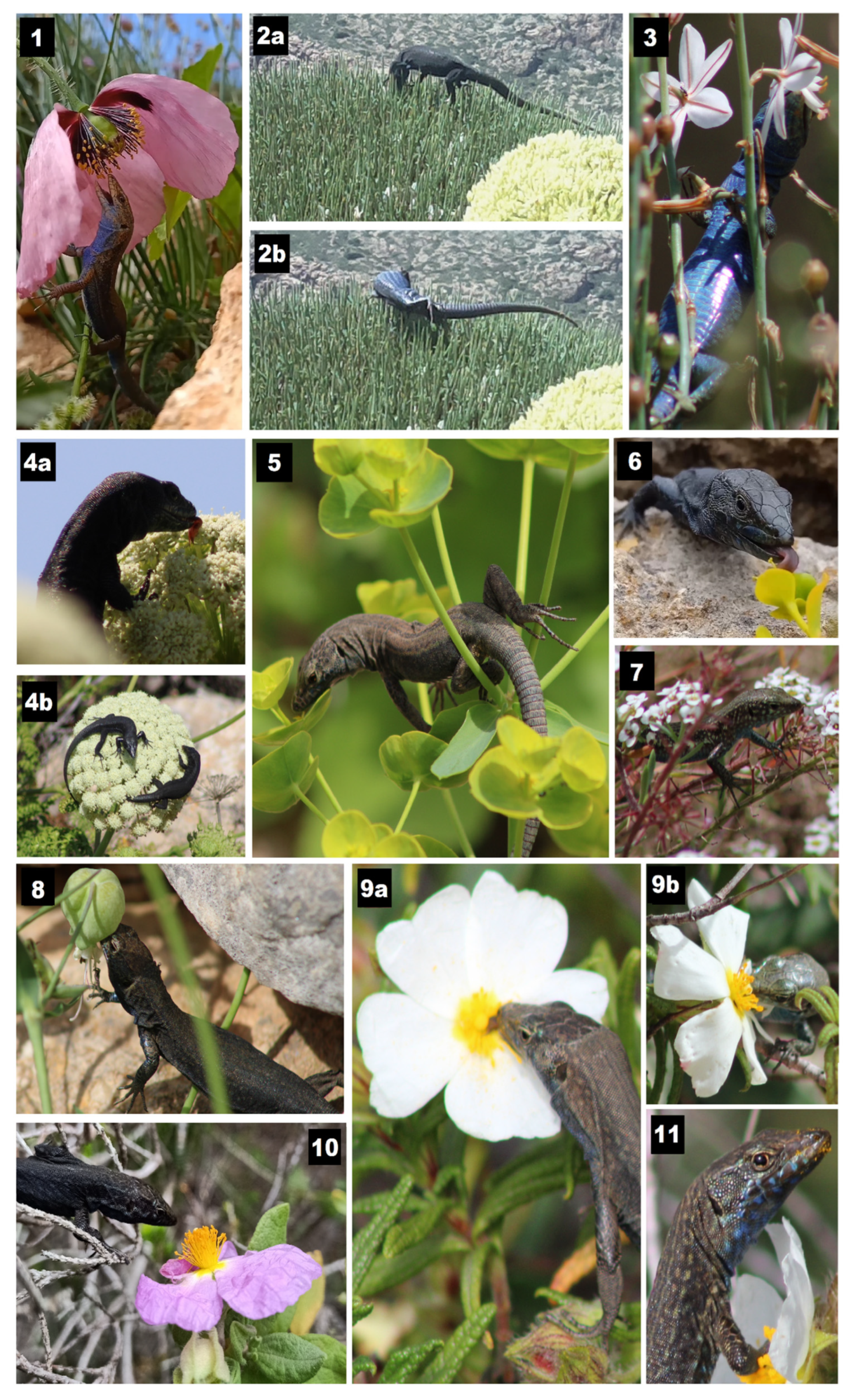 Animals 13 01122 g001 Animals 13 01122 g001