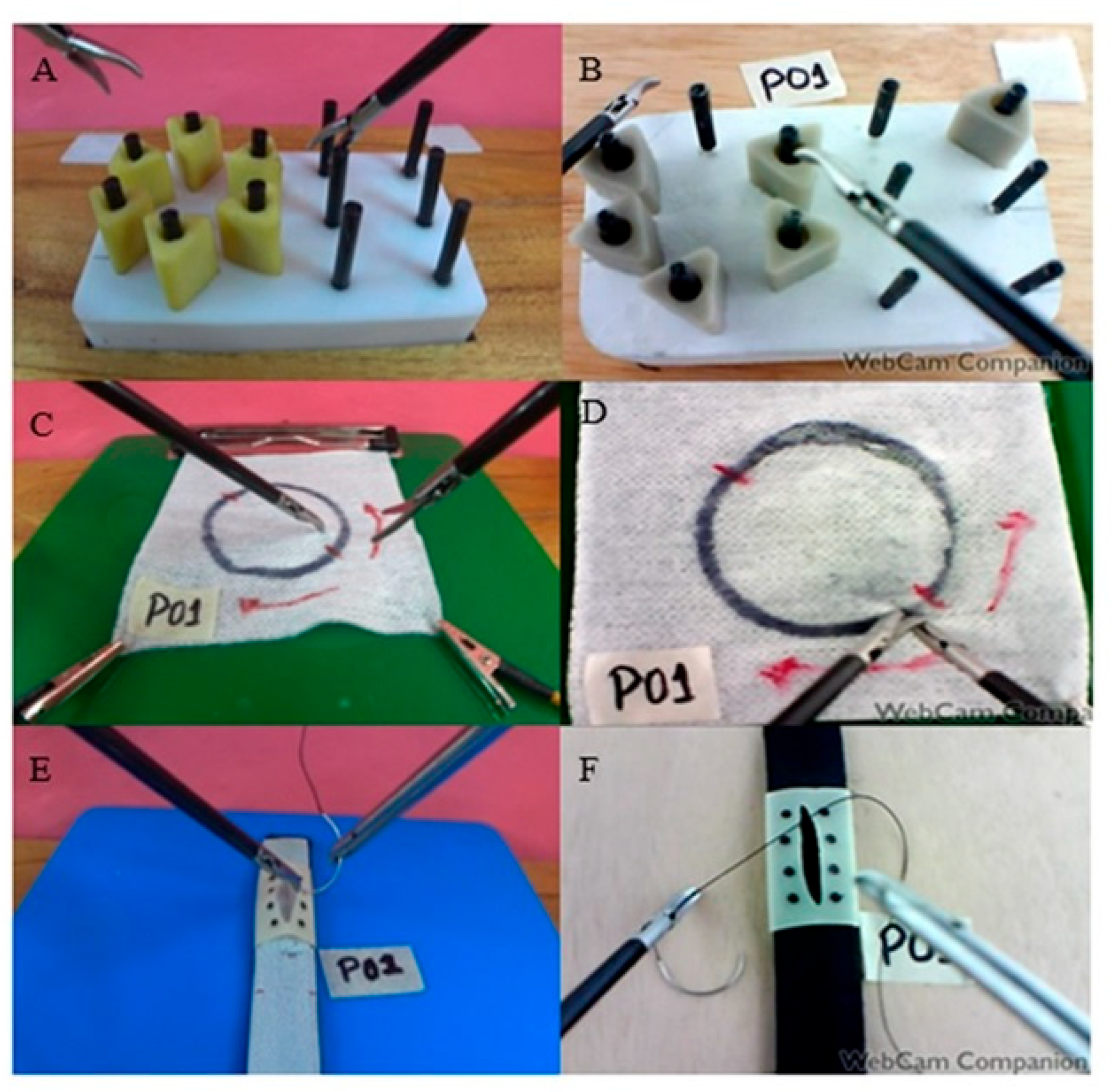 Animals 13 01140 g002