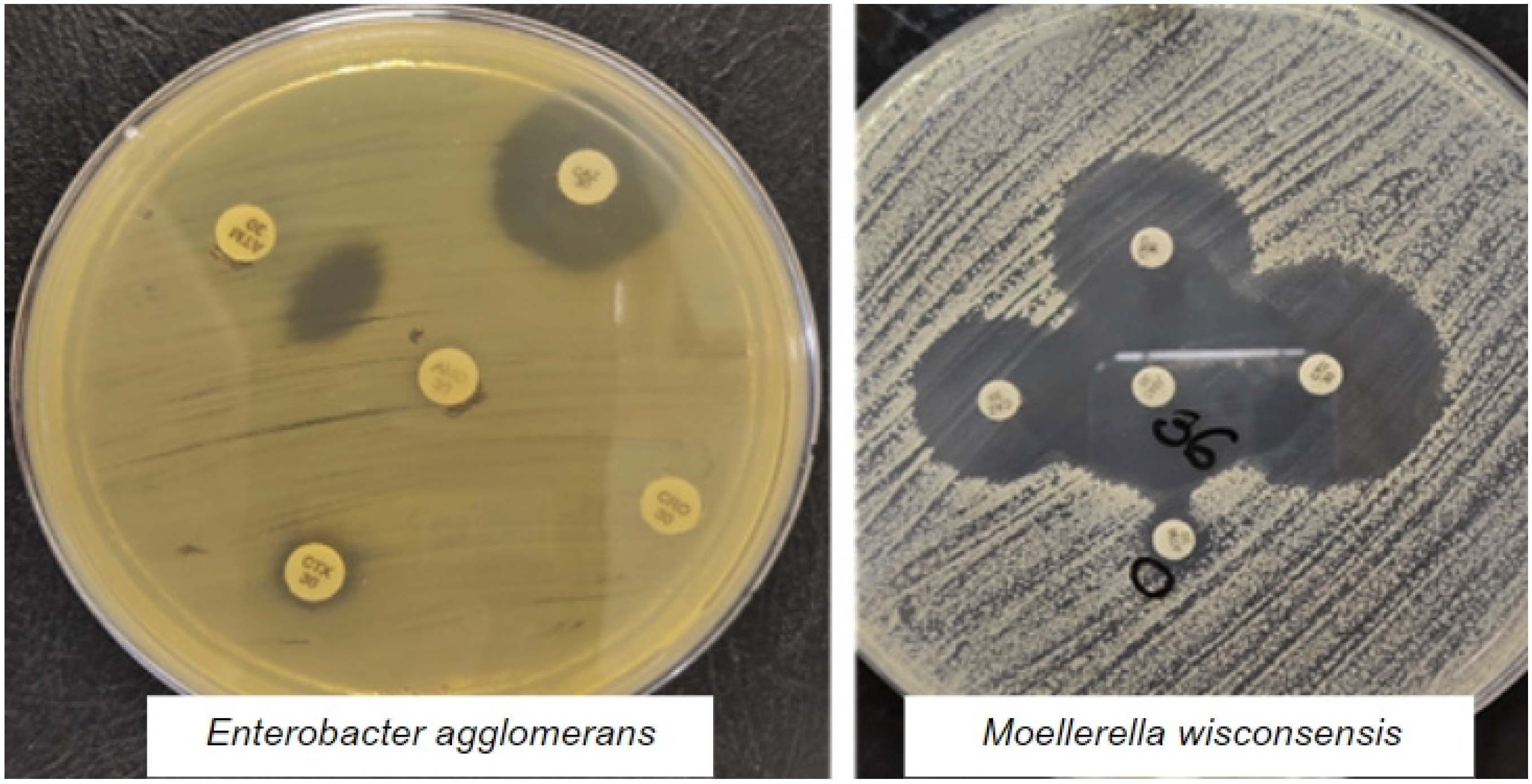 Animals 13 01147 g001