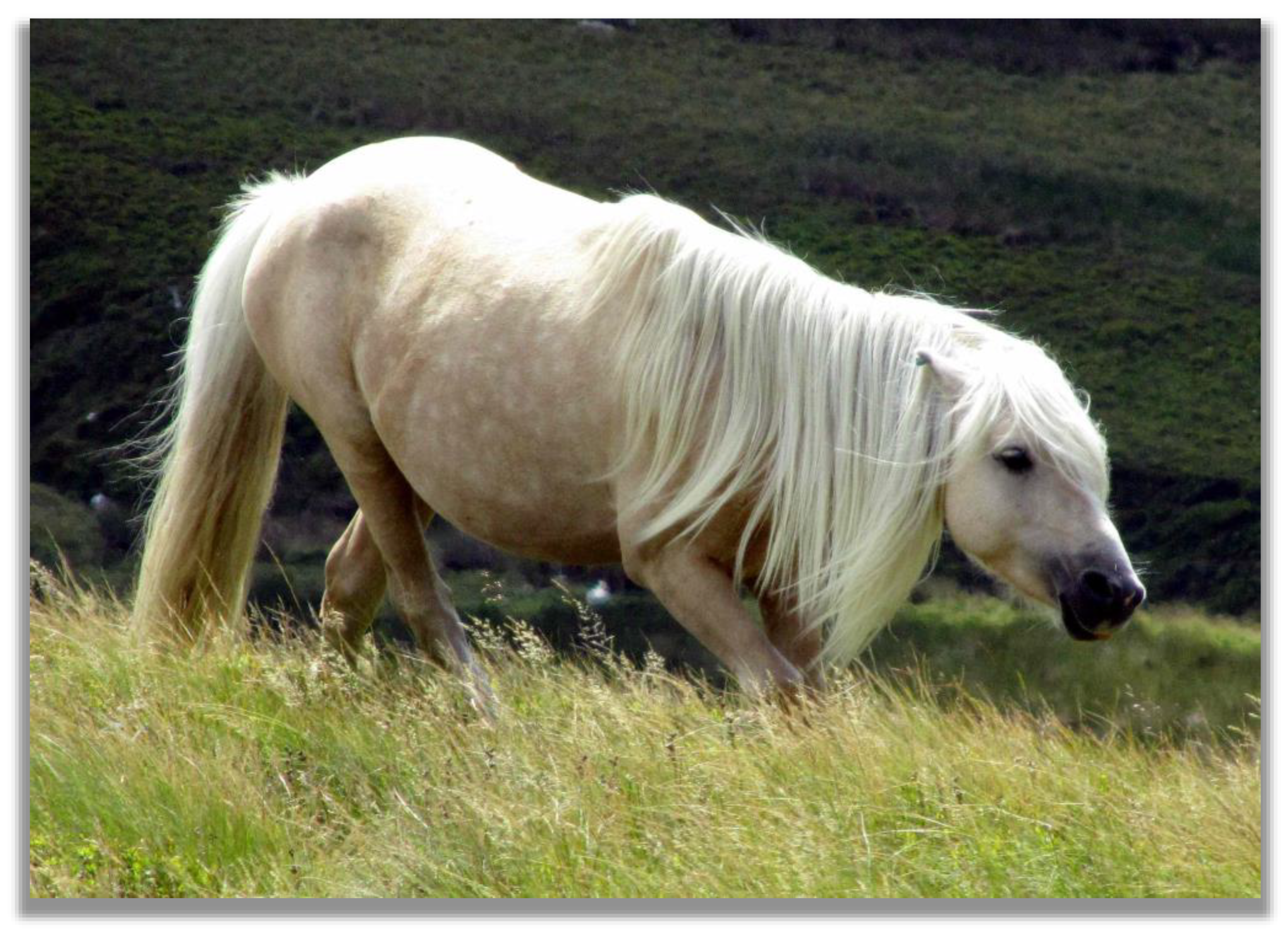 Animals 13 01151 g004