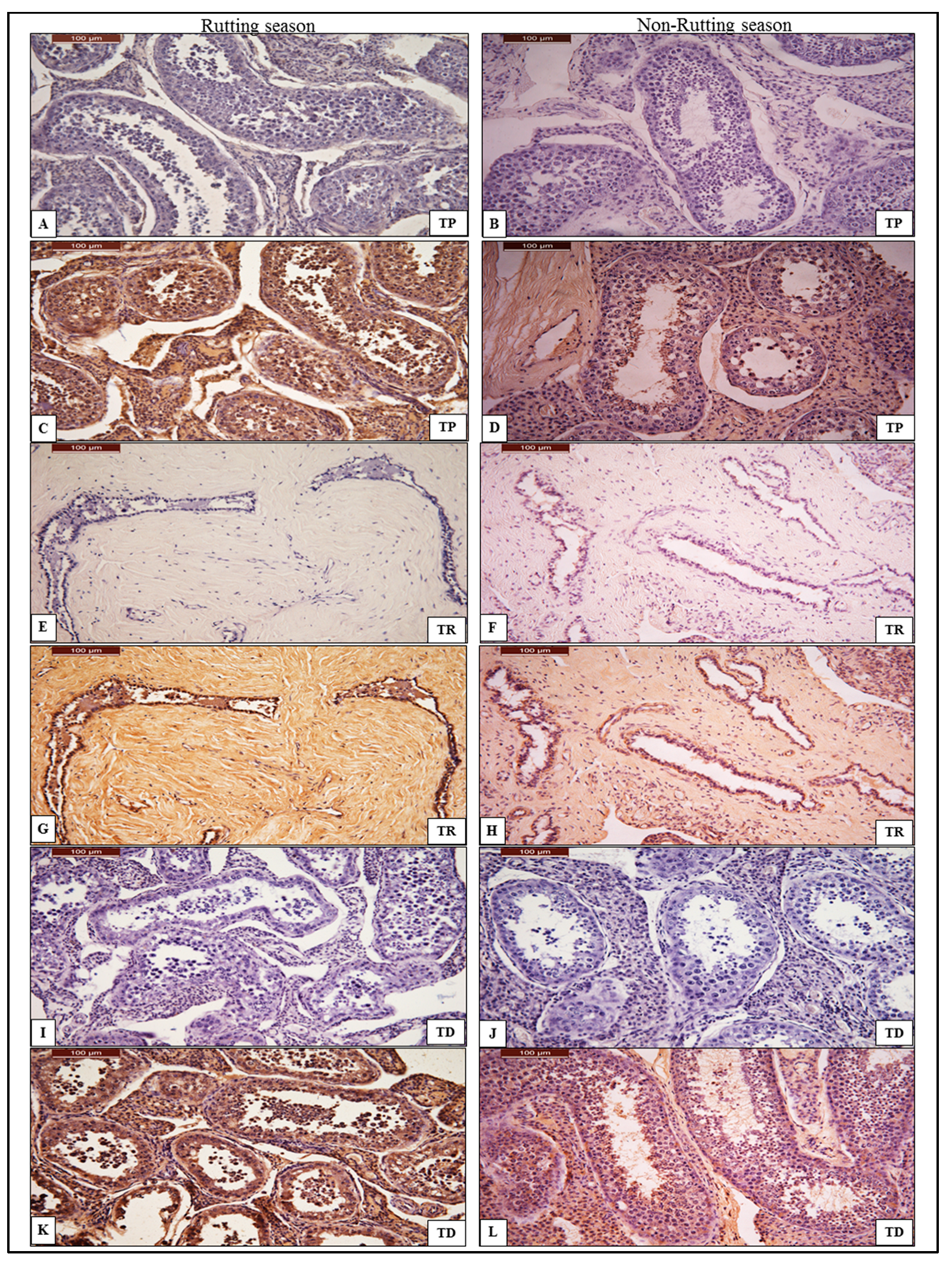 Animals 13 01158 g002 Animals 13 01158 g002